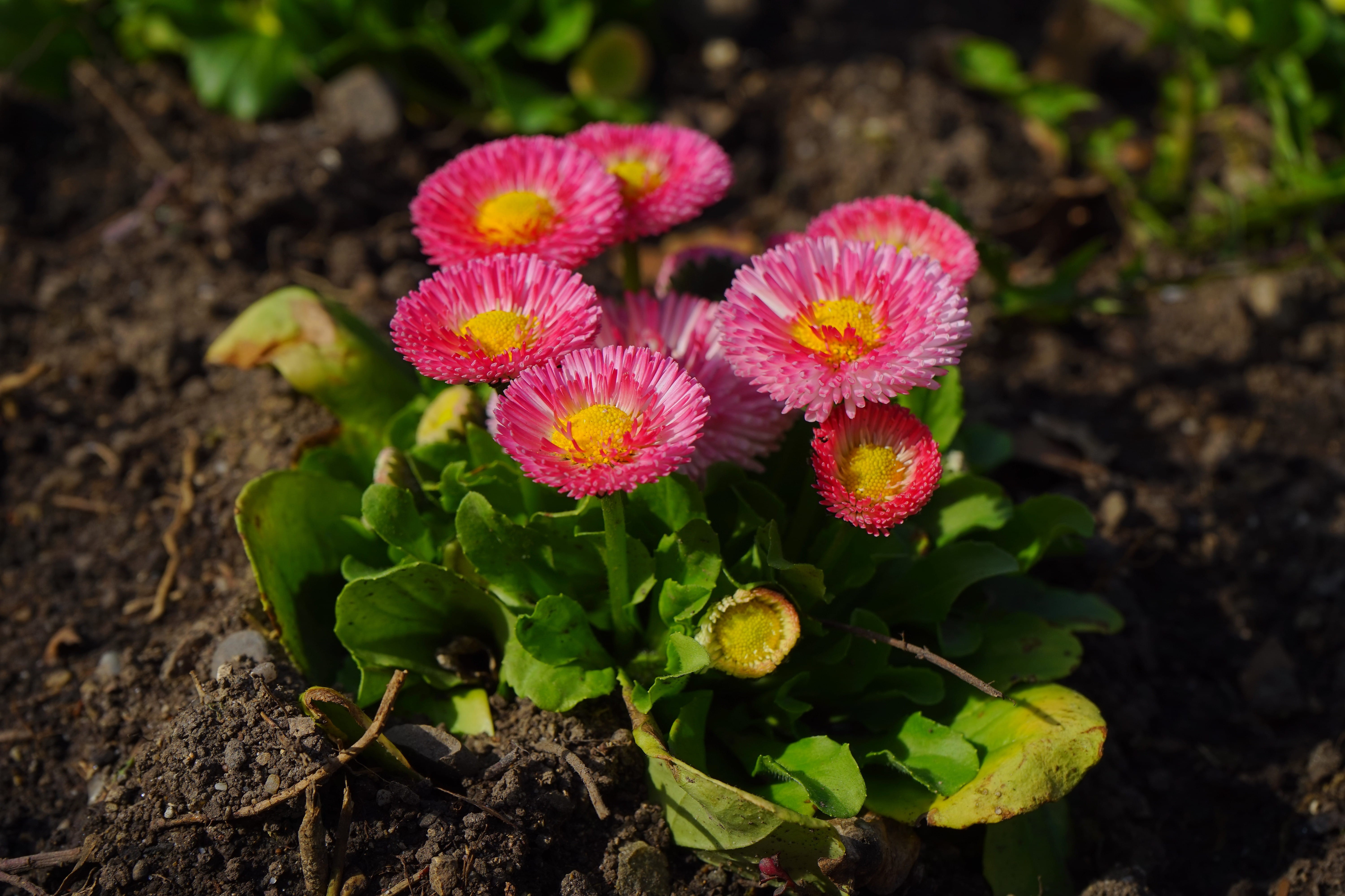 freshness, land, high angle view, nature, beauty in nature, tausendschön, bellis philosophy, plant, flower head, outdoors, plant part, growth, vulnerability, HD Wallpaper