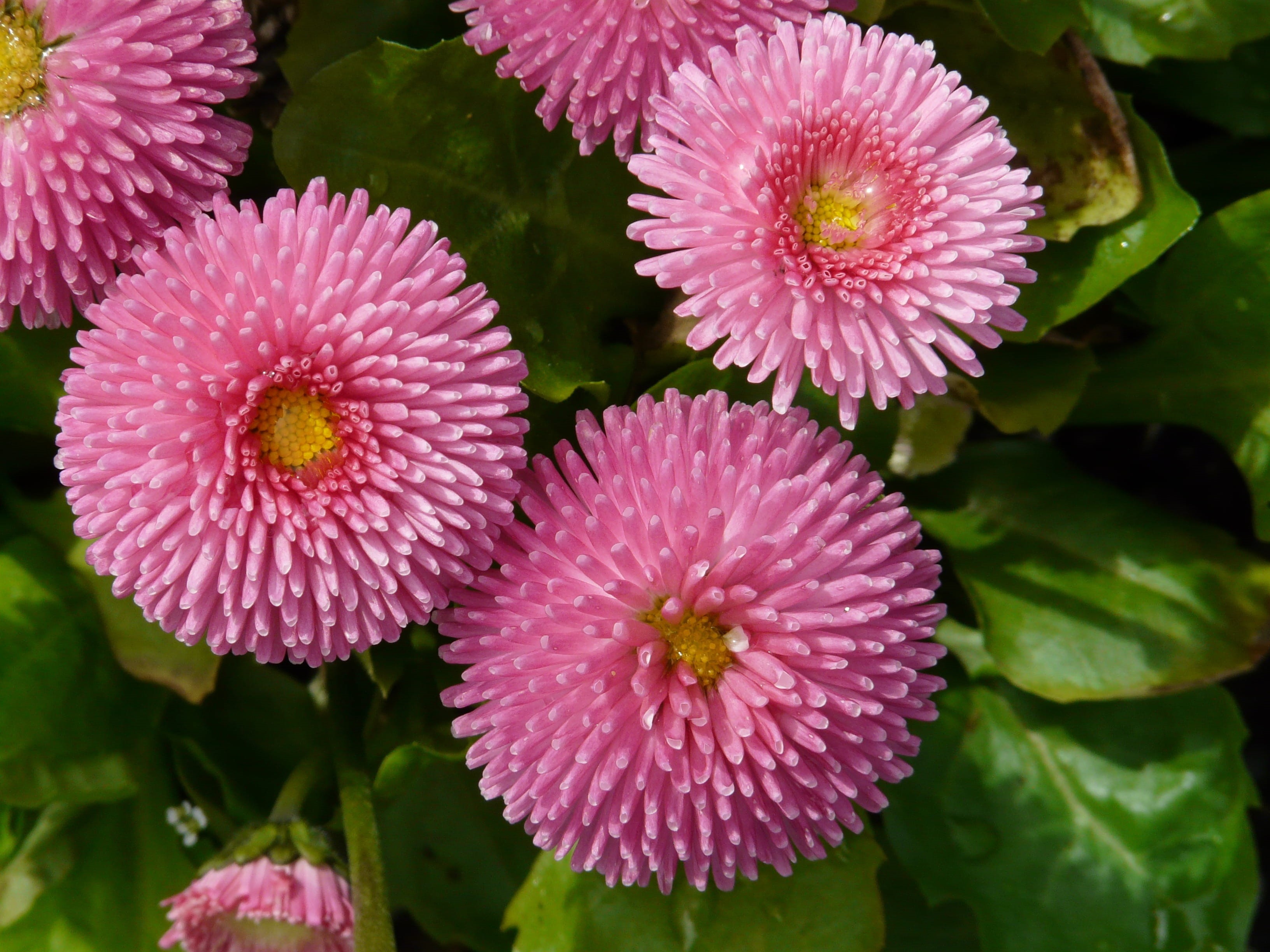 flowering plant, color, no people, pink, petal, blossom, day, close-up, bloom, beauty in nature, inflorescence, flower head, Flower, Close, vulnerability, HD Wallpaper
