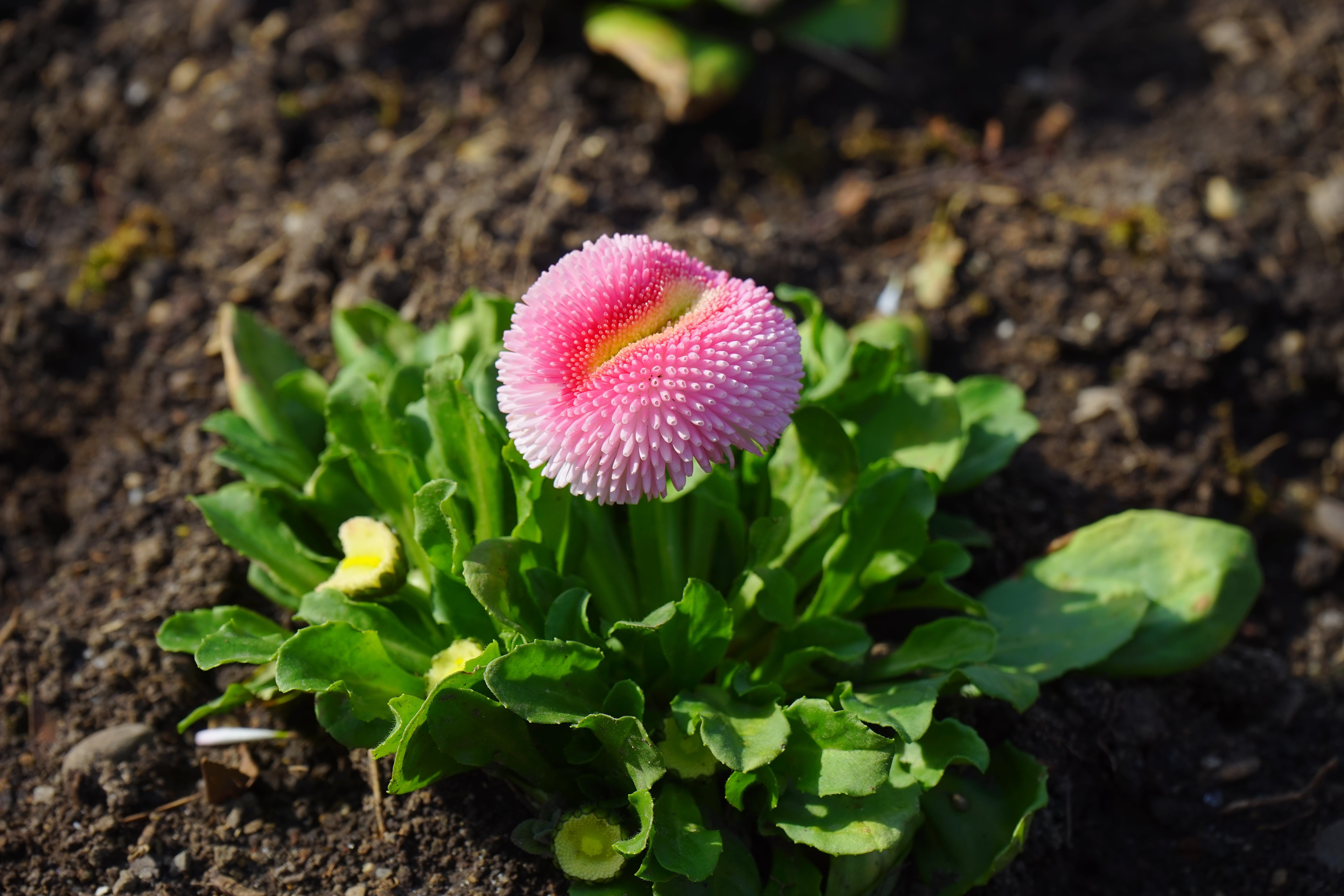 asteraceae, flower head, bloom, daisy, field, close-up, blossom, high angle view, monatsroeserl, red, multiannual daisy, composites, focus on foreground, HD Wallpaper