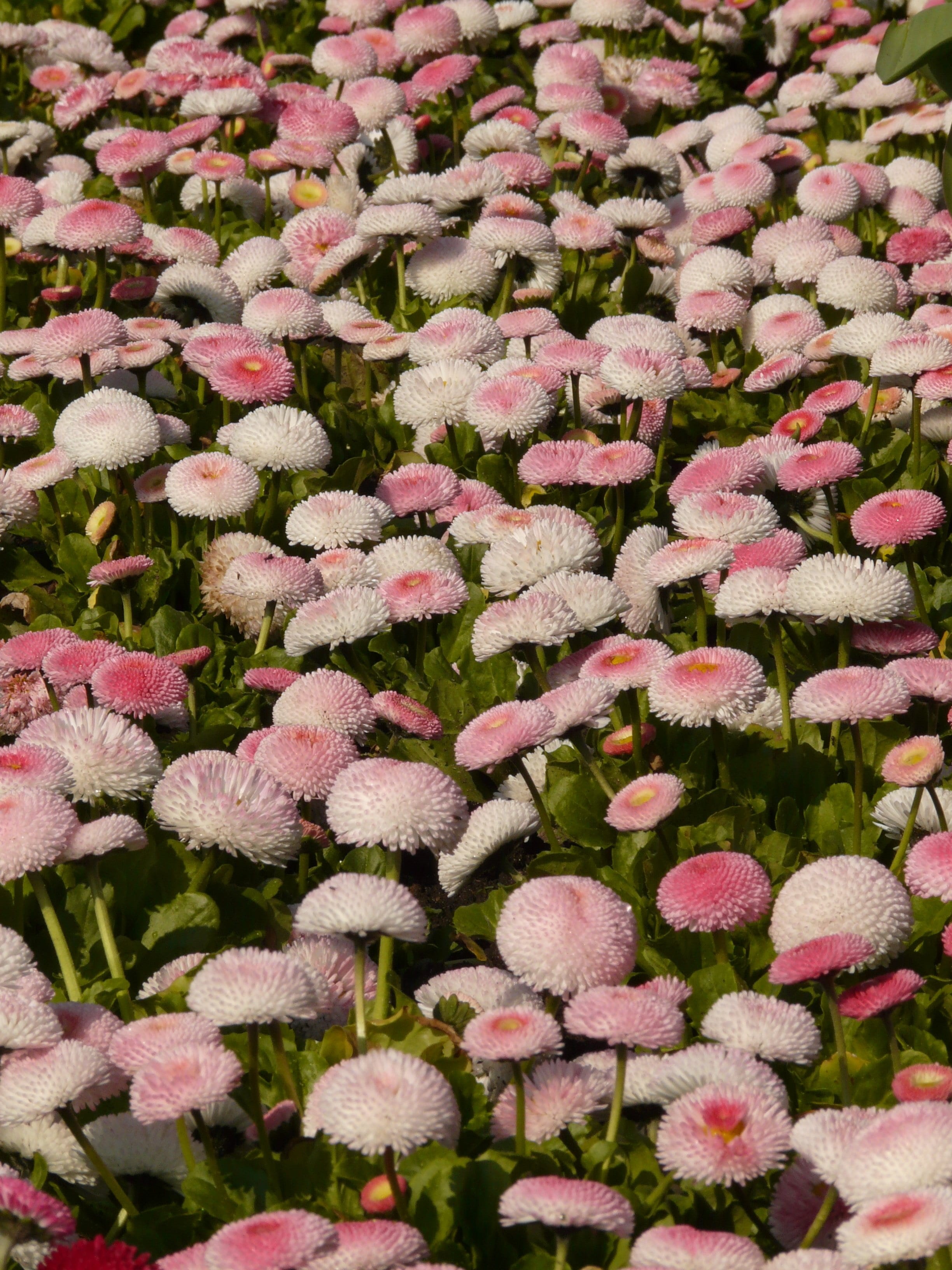 field, spring, springtime, colorful, freshness, full frame, 2K, inflorescence, daisy, nature, beauty in nature, flower head, day, backgrounds, pink color, Phone HD Wallpaper