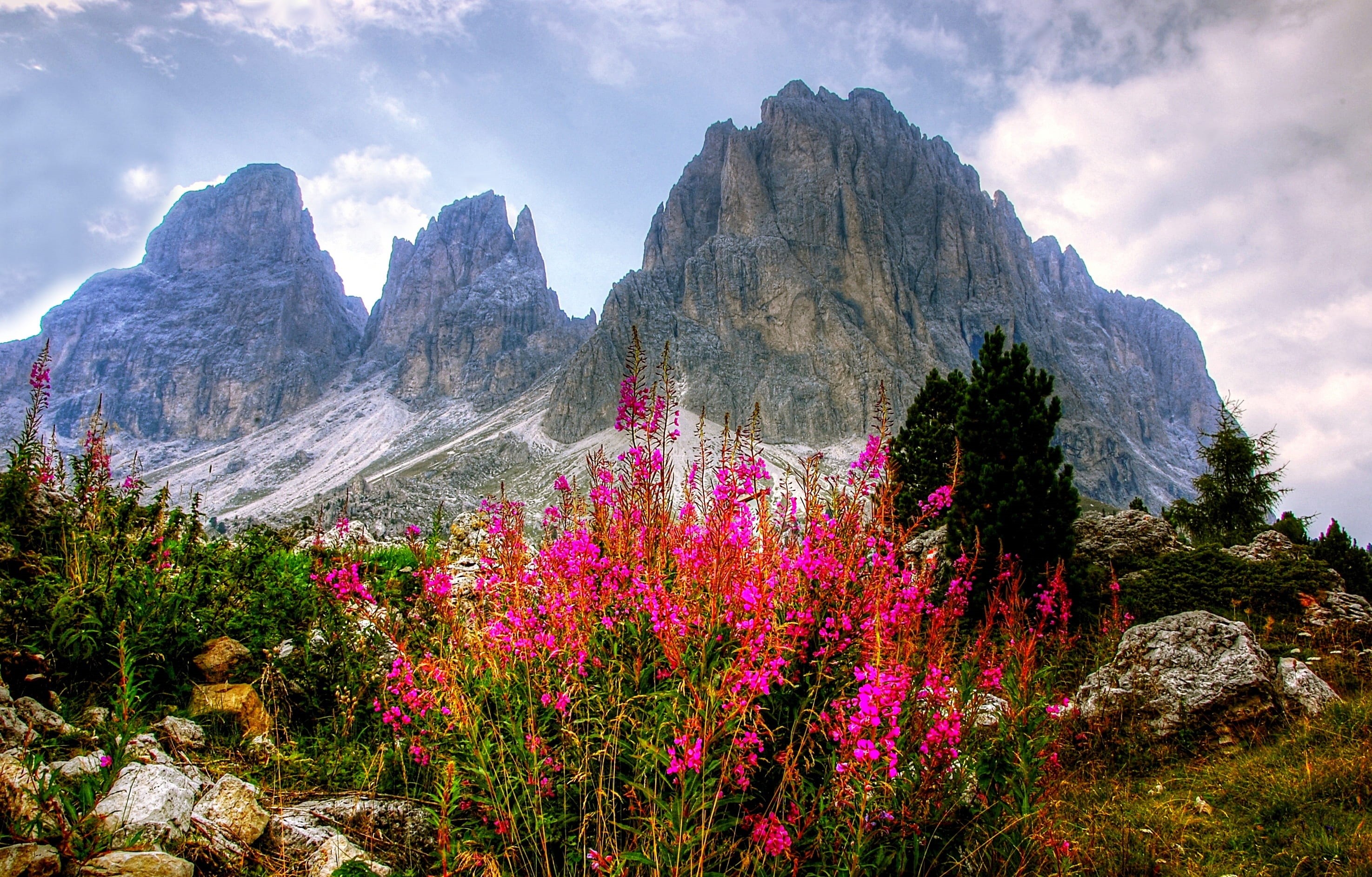 panorama, karg, south tyrol, tranquility, flowers, plant, tranquil scene, gray, scenics - nature, sky, near, dolomites, mountain peak, landscape, land, HD Wallpaper