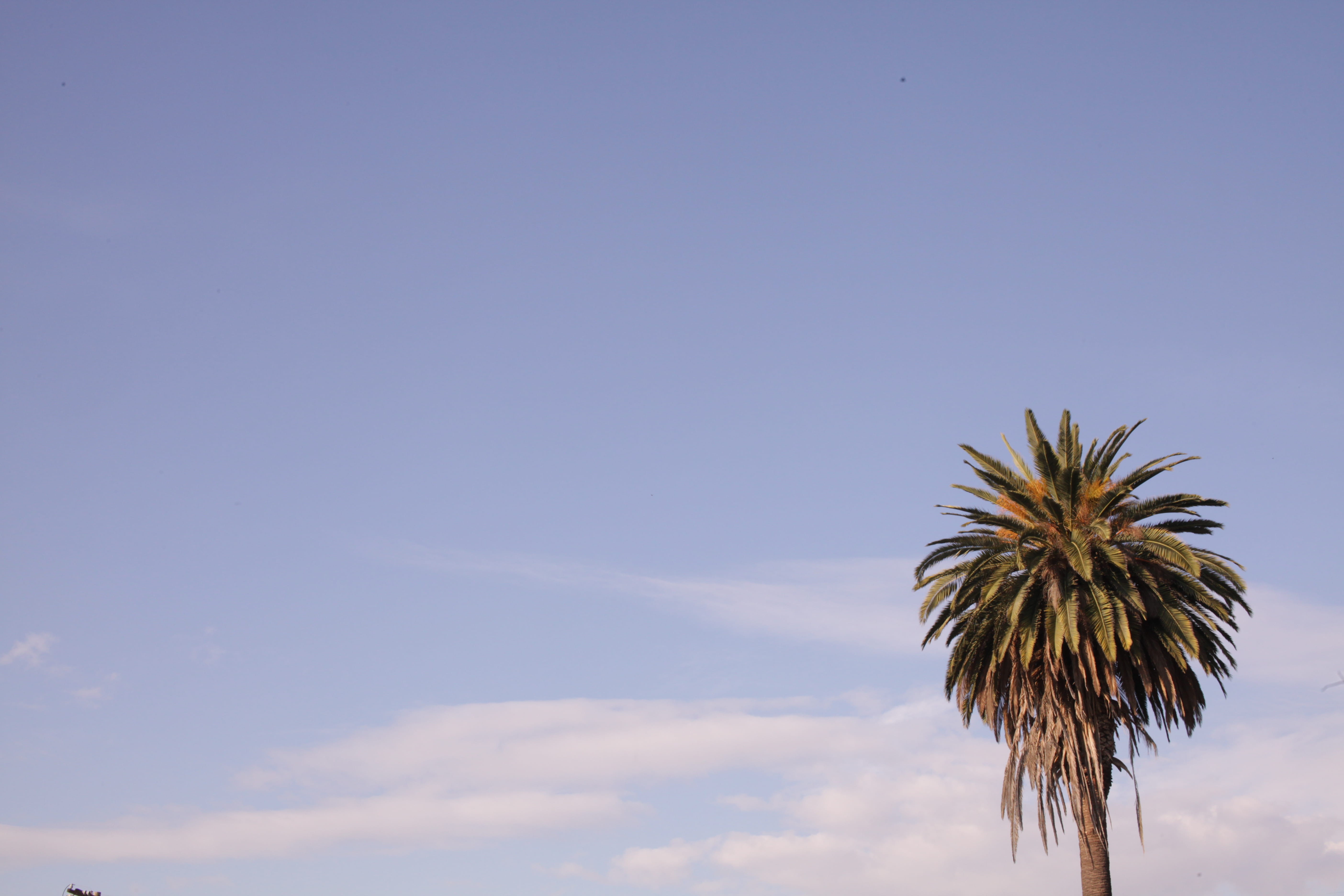 nature, ca, tall - high, copy space, cloud - sky, gardena, scenics - nature, low angle view, no people, plant, coconut palm tree, califonia, blue, united states, HD Wallpaper