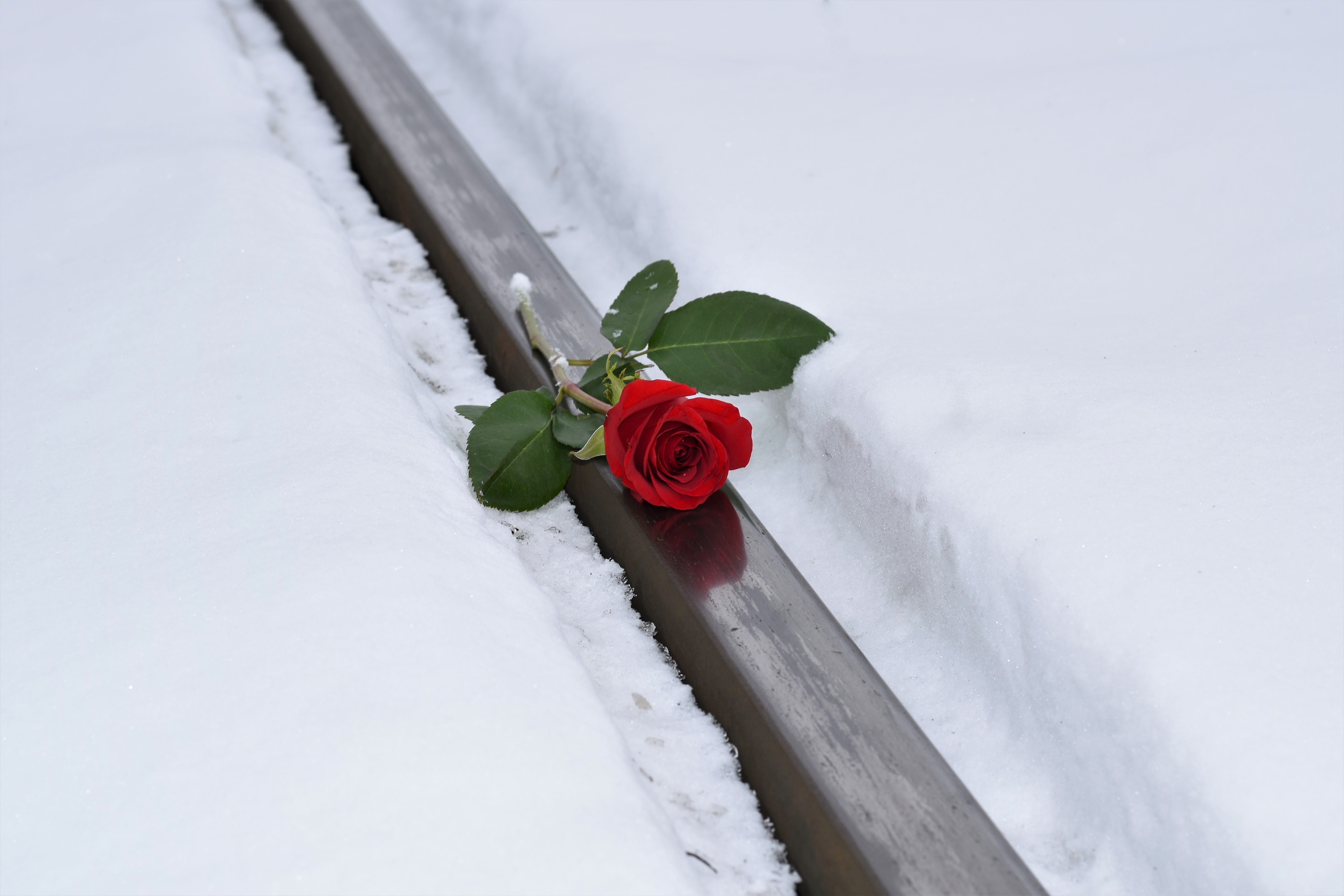 red rose in snow, nature, close-up, flower arrangement, green, no people, white, covering, snowflakes, extreme weather, white color, flowering plant, beauty in nature, HD Wallpaper
