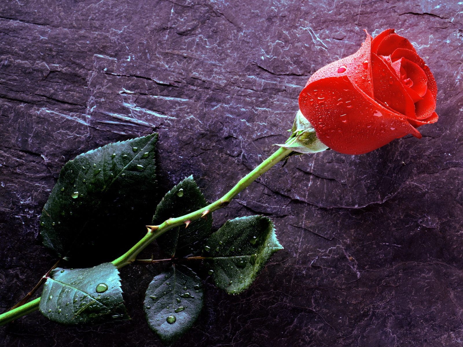 flowers, 720P, love, true, hd, forever, HD Wallpaper