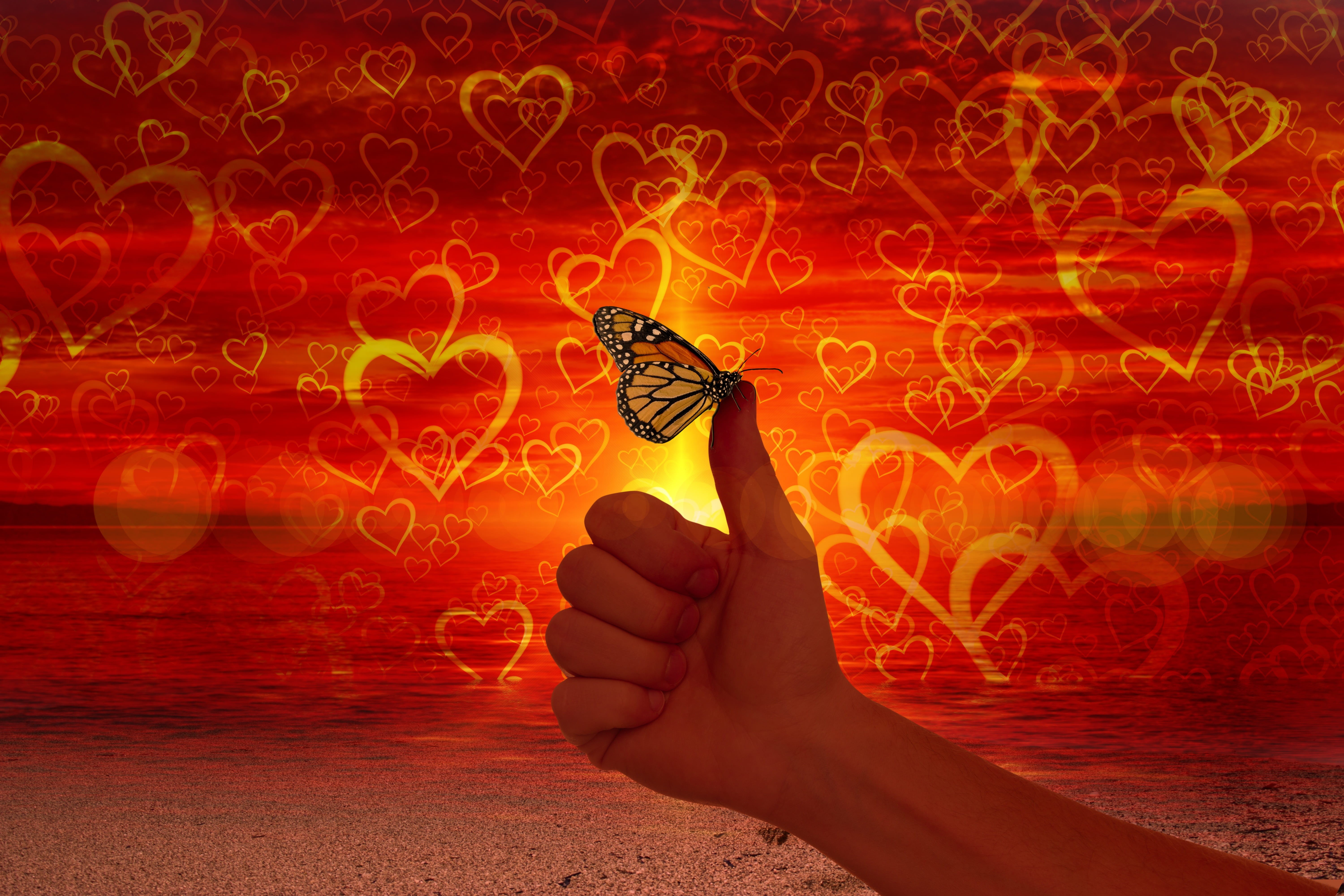 vertebrate, heart, 5K, creativity, human hand, be true, butterfly, high, hand sign, animal wildlife, top, favor, happy, affection, yes, holding, one person, HD Wallpaper