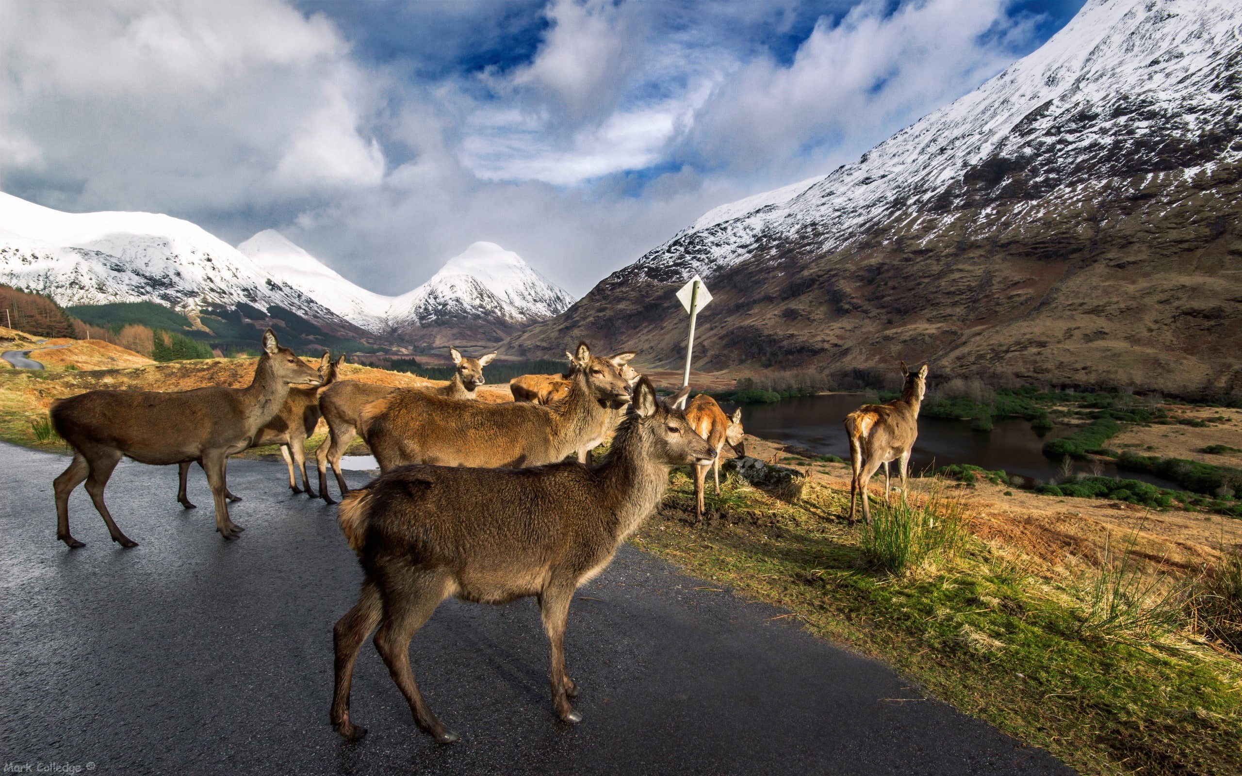 winter, no people, domestic animals, nature, stags, mountain range, glen, cloud - sky, beauty in nature, snowcapped mountain, mammal, sky, wild, livestock, HD Wallpaper