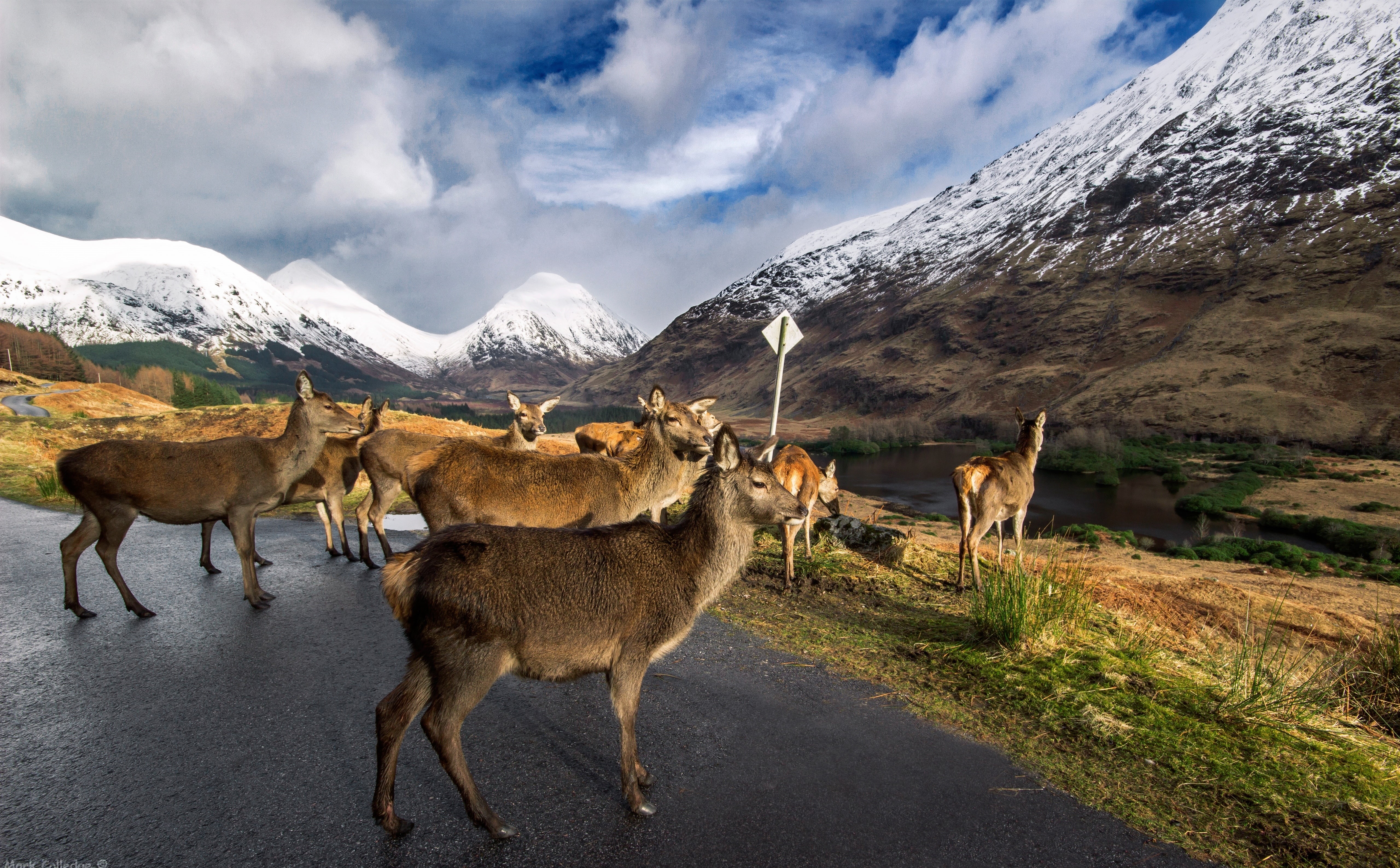 mountain, glen, stags, snowcapped mountain, land, beauty in nature, snow, scenics - nature, group of animals, animal, domestic animals, domestic, brown, HD Wallpaper