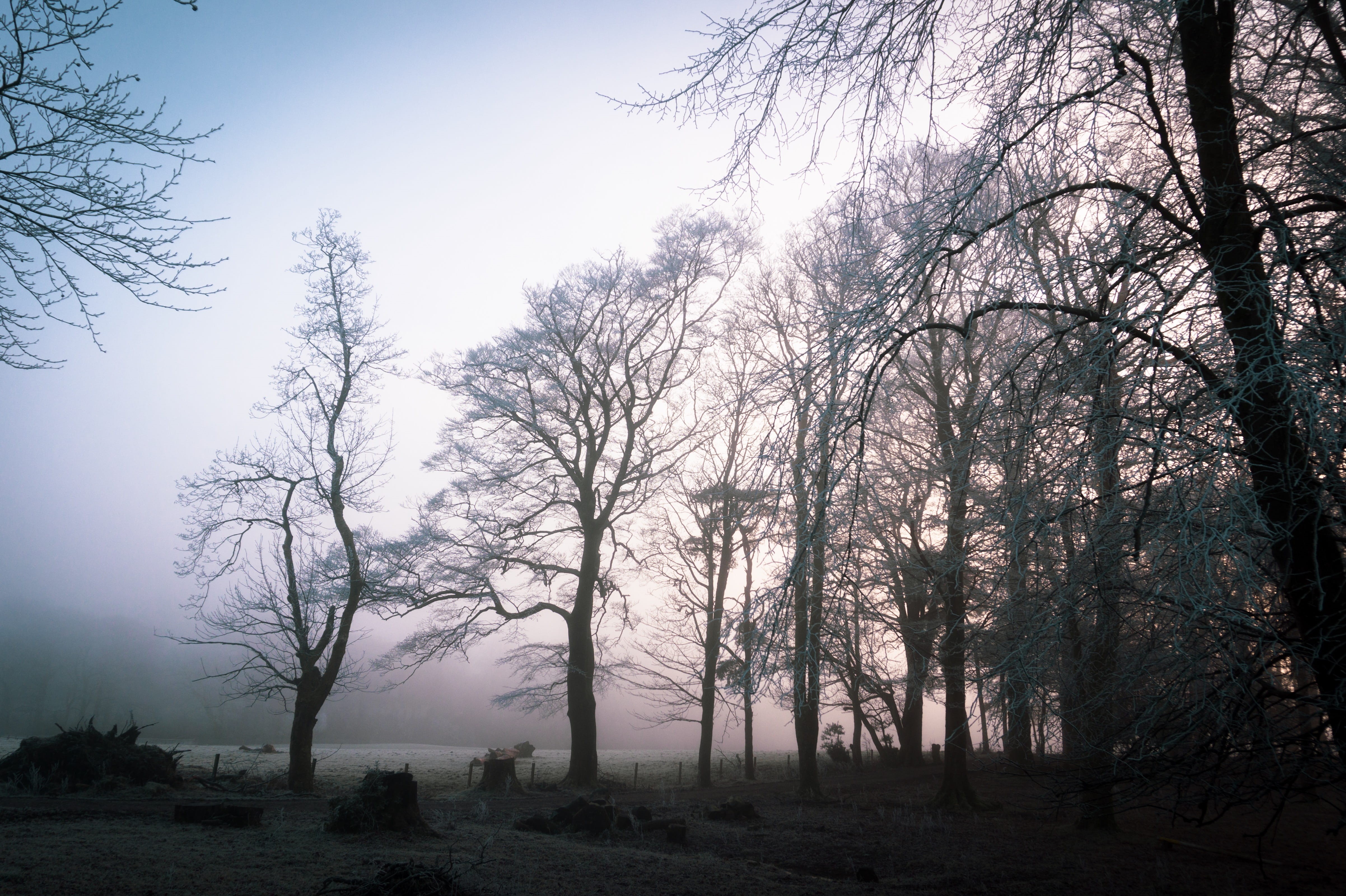 no people, tranquil scene, sunlight, non-urban scene, plant, scotland, bare tree, nature, environment, beauty in nature, land, outdoors, sunset, sky, tree trunk, HD Wallpaper