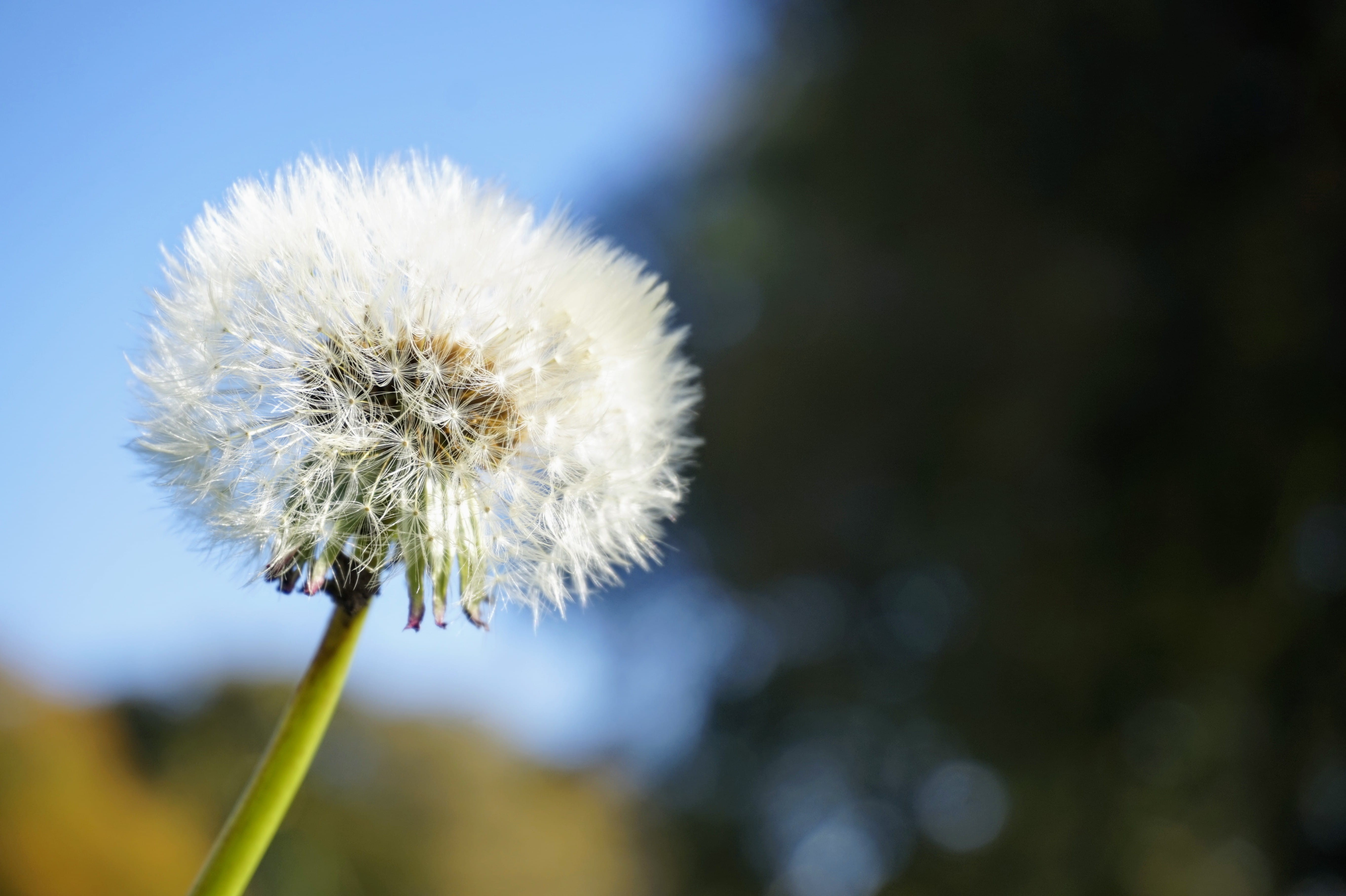 flowering plant, no people, flower, kilbarchan, plant stem, plant, 5K, dandelion seed, beauty in nature, flower head, fluffy, outdoors, day, freshness, HD Wallpaper