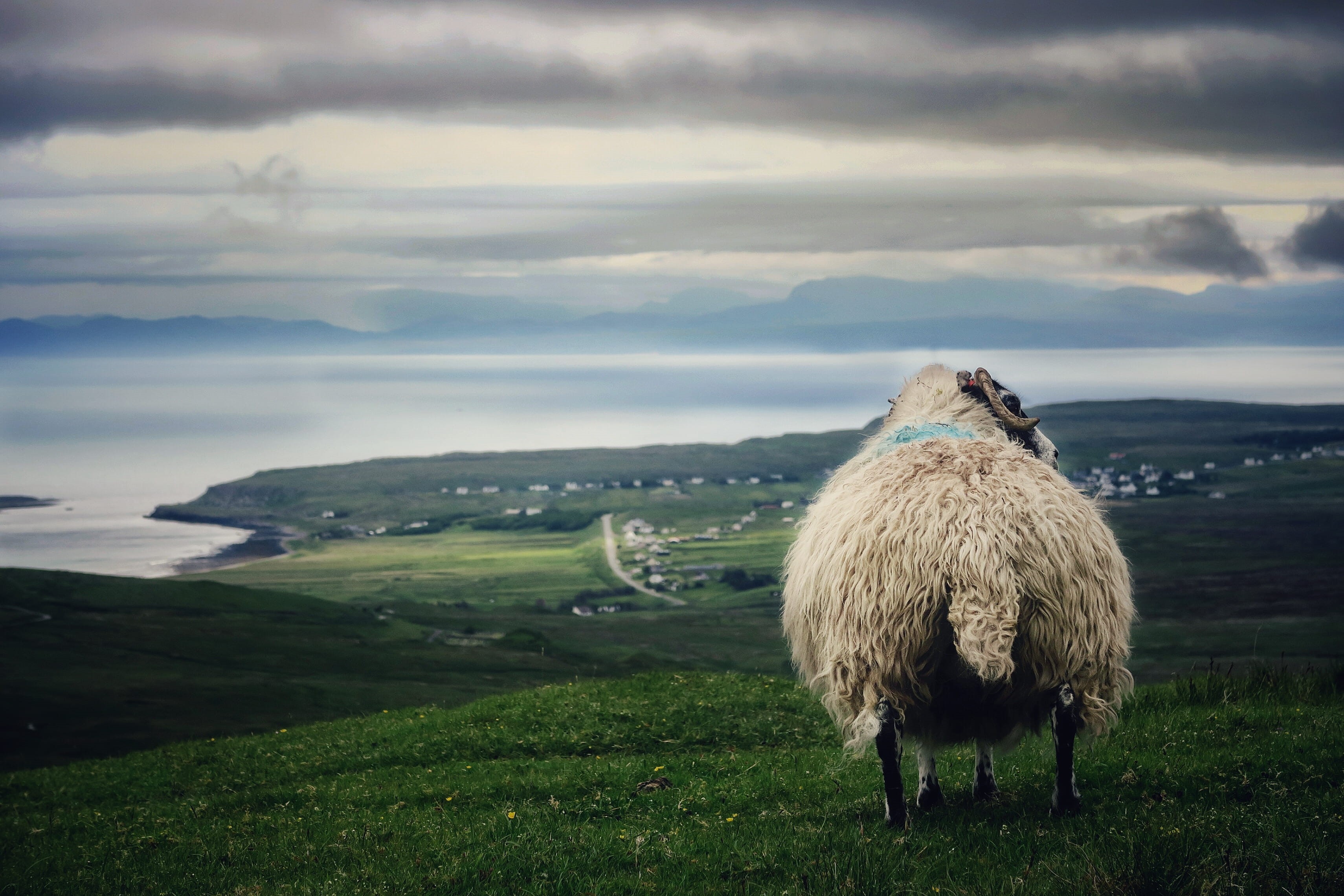 coast, highland, sheep, green color, portree, sky, no people, seascape, fat animal, outdoors, landscape, livestock, animal, scenics - nature, one animal, HD Wallpaper