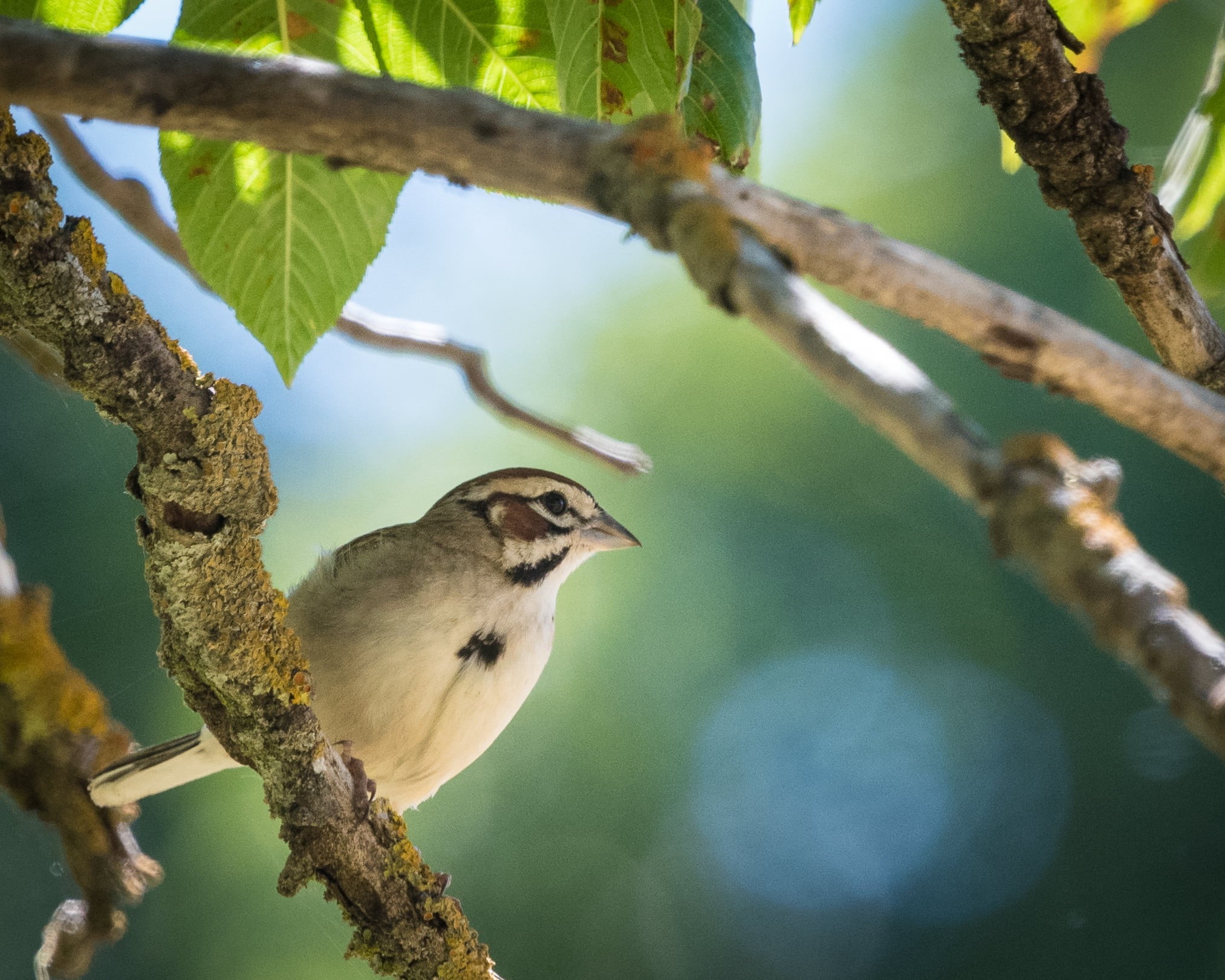 white, Explored, Birds, Nature, tree trunk, branch, Mount Burdell Open Space Preserve, bird, Lark Sparrow, Marin, LASP, trunk, outdoors, lark, white bird, HD Wallpaper