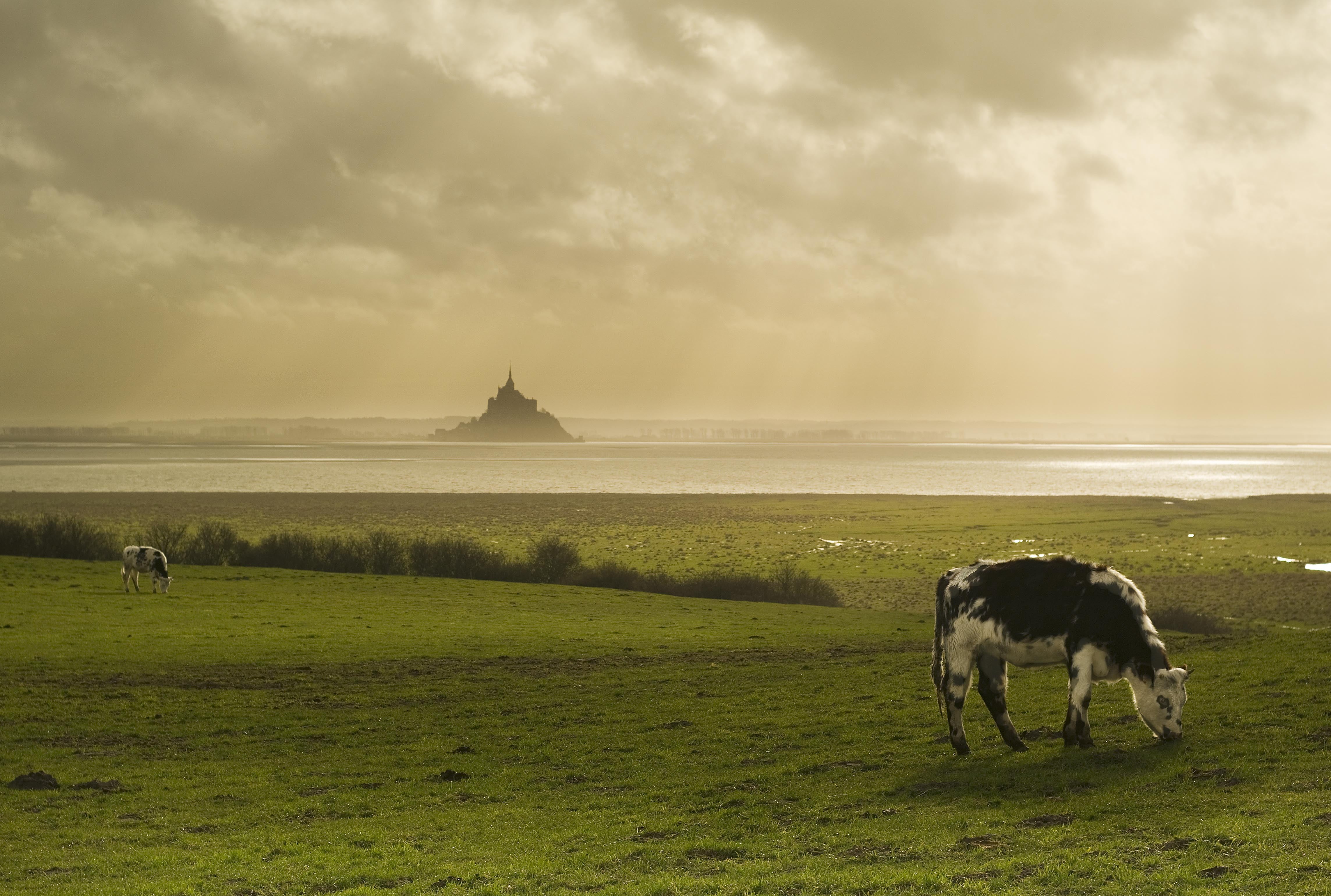 4K, europe, Normandy, landscape, michel, rural Scene, black and white, white, nature, grass, cattle, agriculture, Normandie, bretagne, cow, St Michaels Mount, HD Wallpaper
