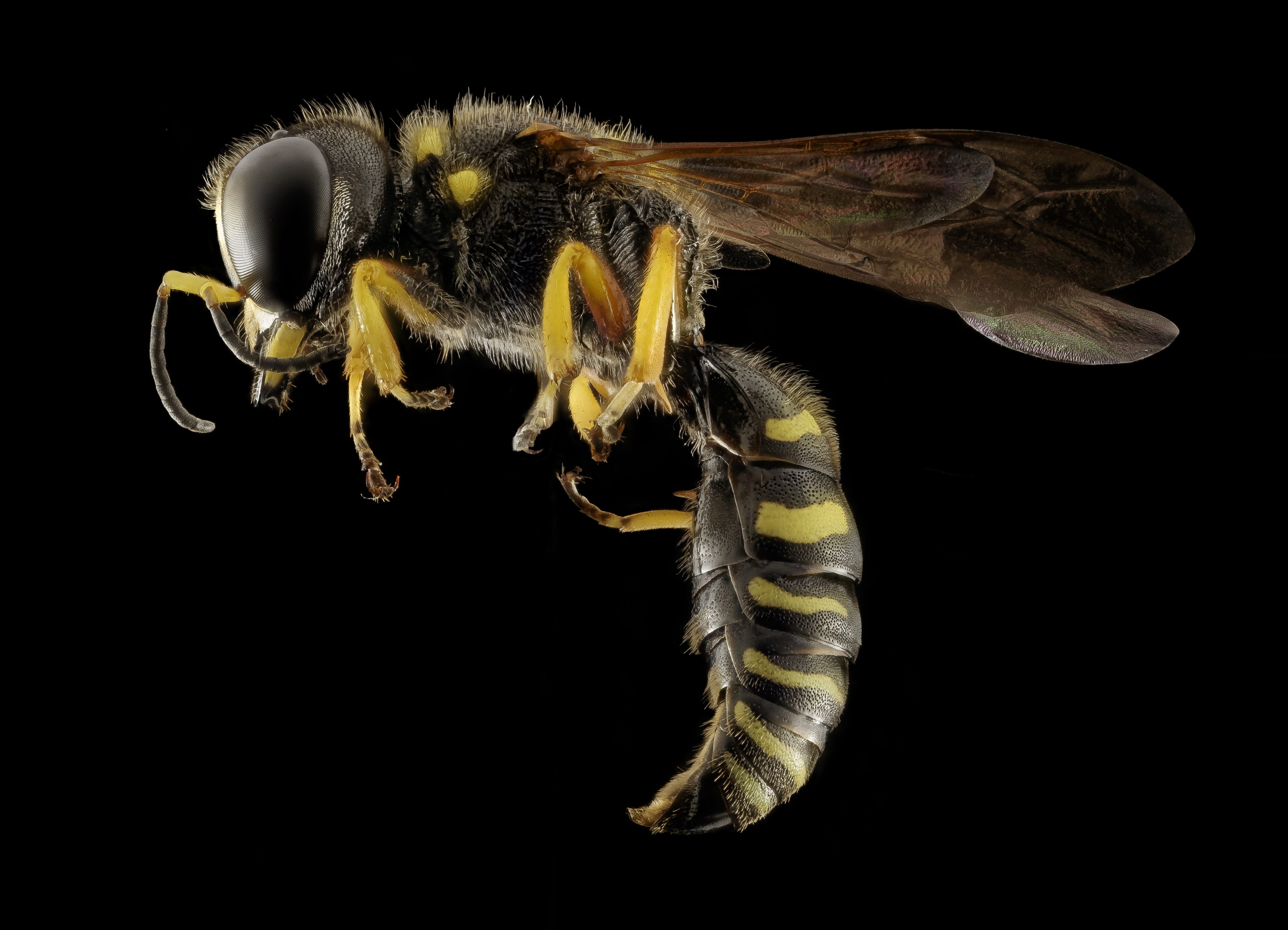 pest, resting, animal wildlife, macro, copy space, zoology, yellow, insect, studio shot, indoors, invertebrate, close up, mounted, wasp, bee, nature, no people, HD Wallpaper