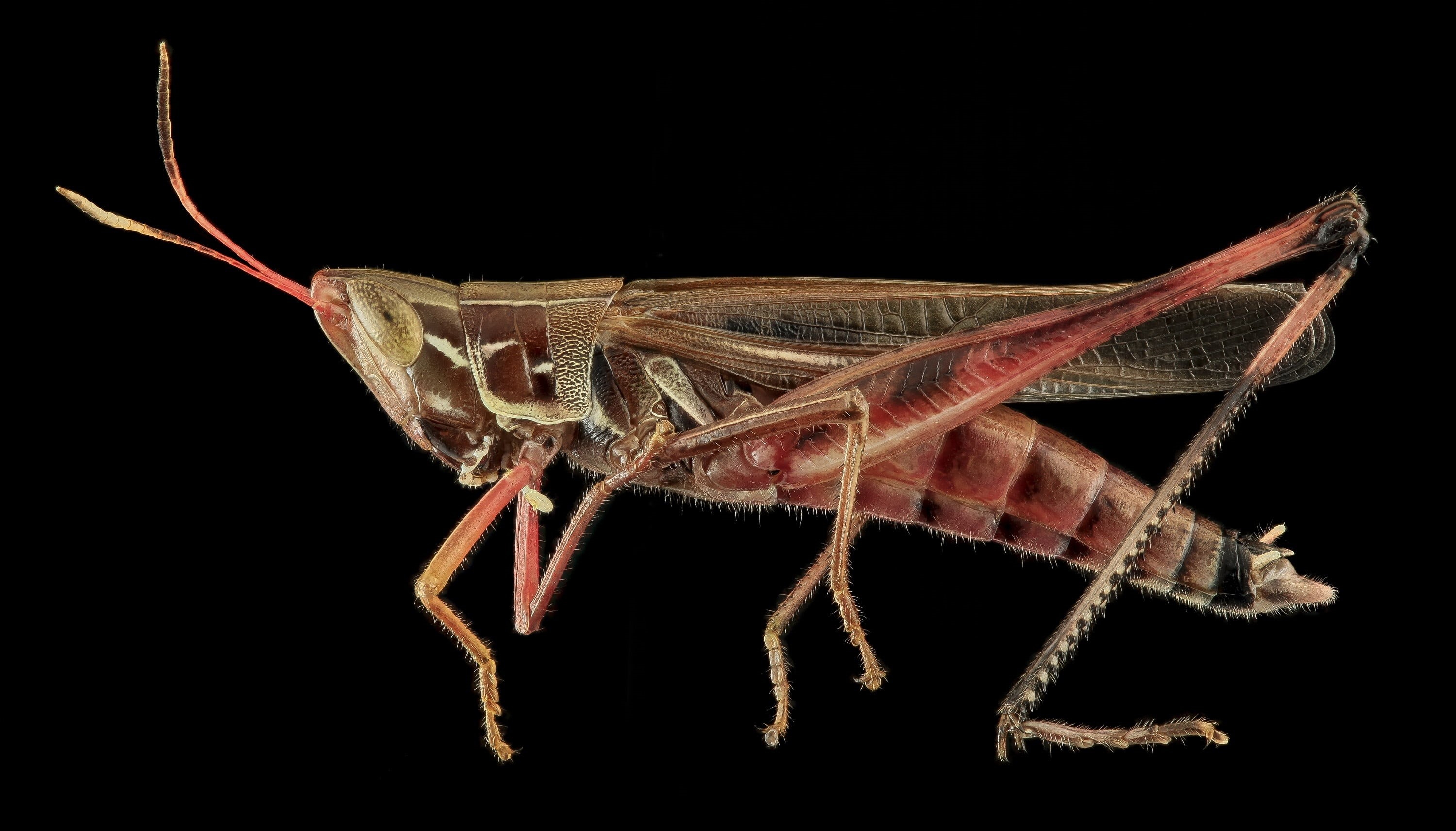 animal wildlife, tail, brown, nature, admirable grasshopper, animal body part, usa, animal leg, animal themes, profile, studio shot, insect, full length, HD Wallpaper