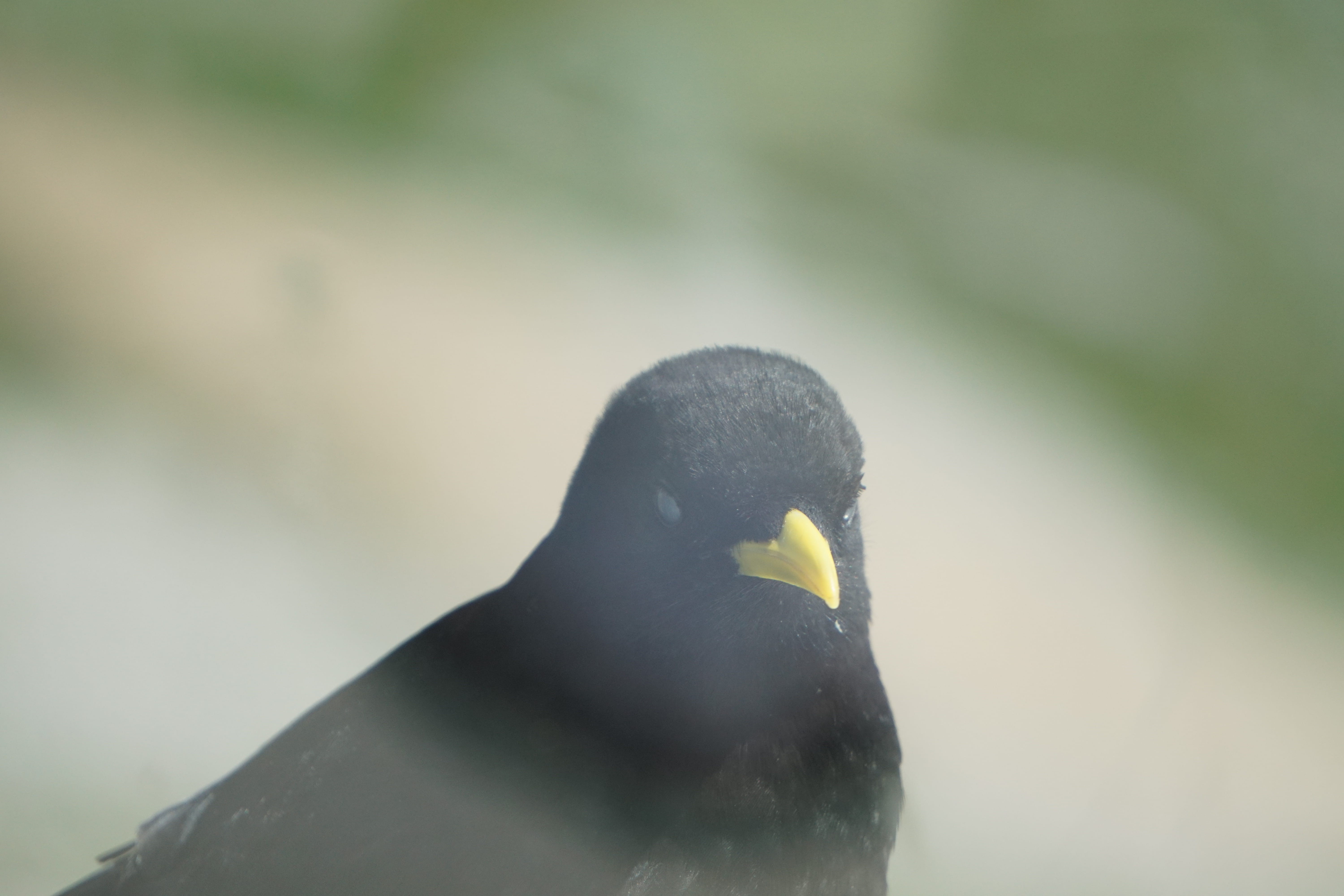 animal, mount pilatus, close-up, animal wildlife, animal themes, switzerland, penguin, wildlife, 5K, nature, raven, beak, birds, black color, bird, pilatus, HD Wallpaper
