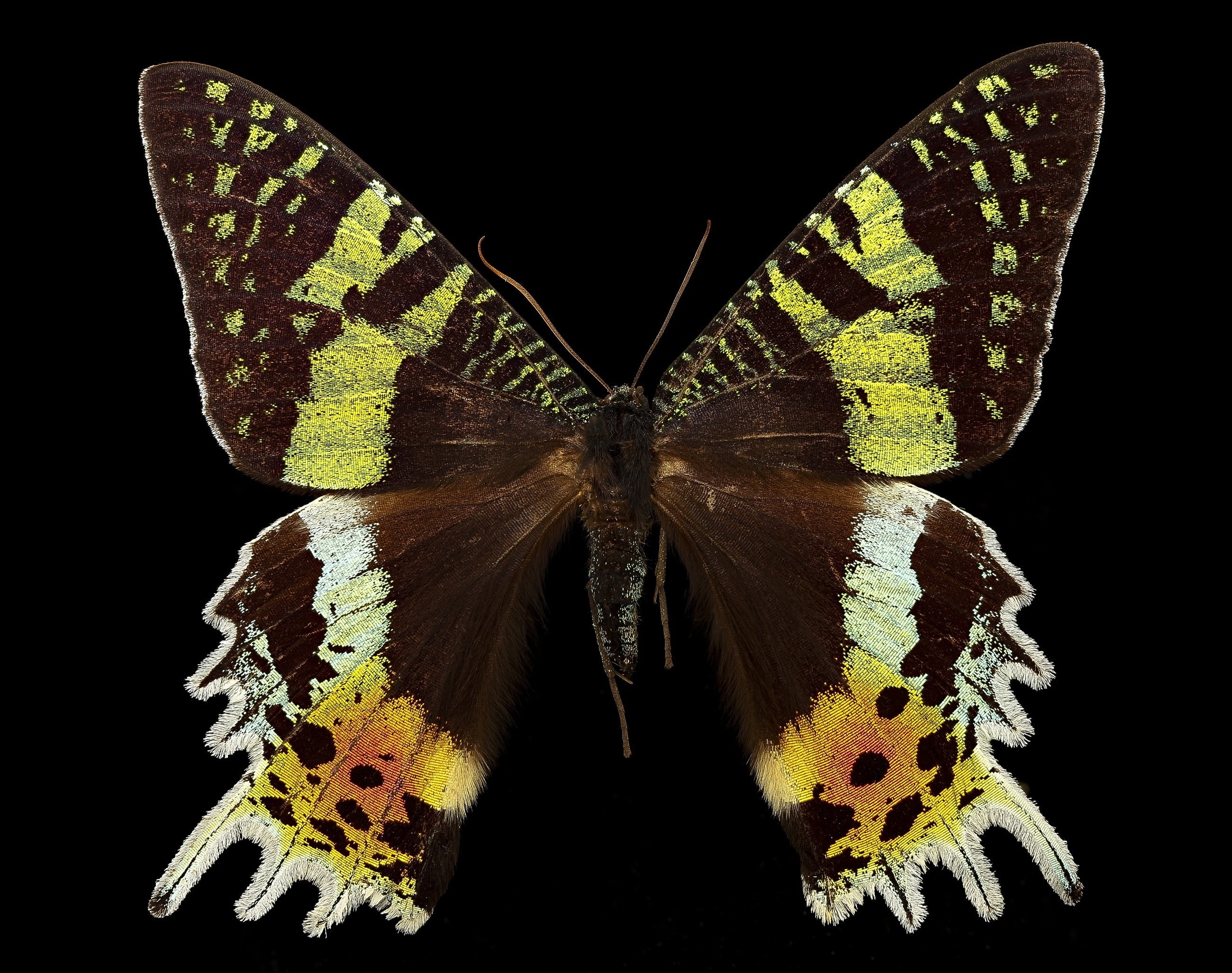 animal markings, madagascan sunset moth, animal wing, wings, macro, symmetry, animal themes, indoors, reflection, wildlife, beauty in nature, nature, insect, HD Wallpaper