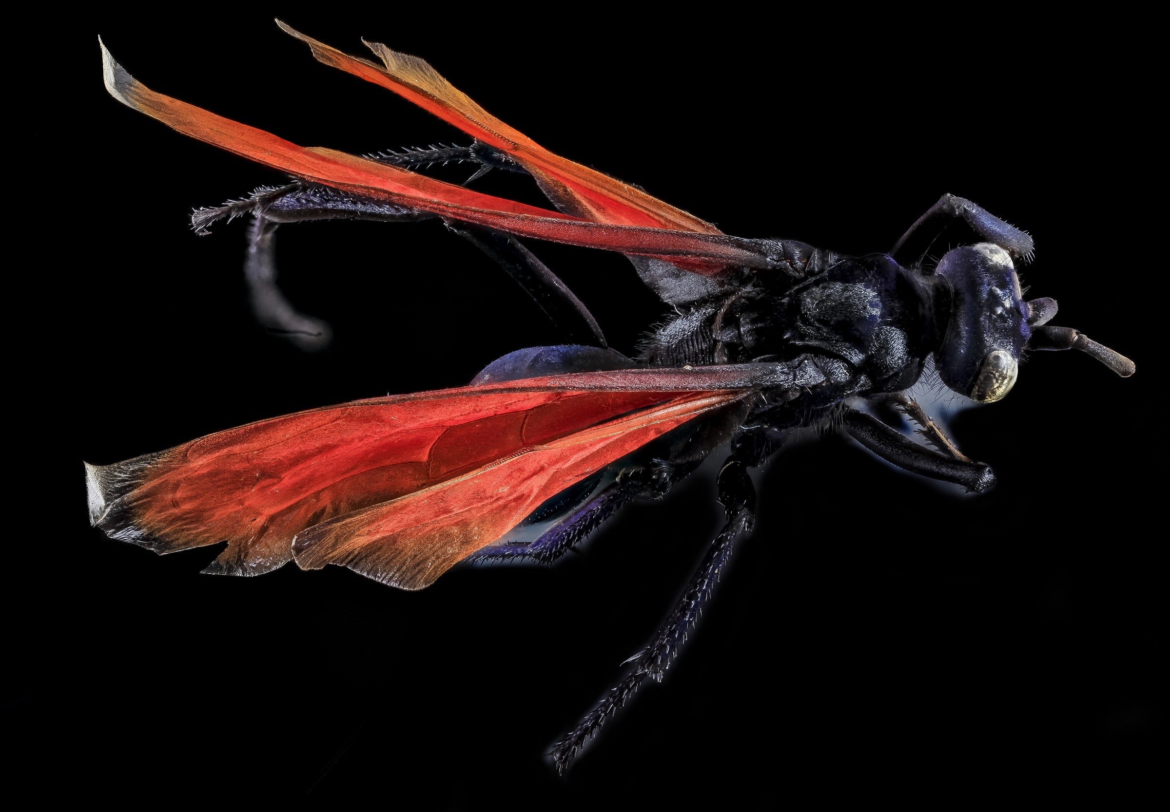 female, studio shot, fly, nature, invertebrate, macro, motion, portrait, bug, cut out, flower, insect, wildlife, indoors, butterfly - insect, red, black color, HD Wallpaper