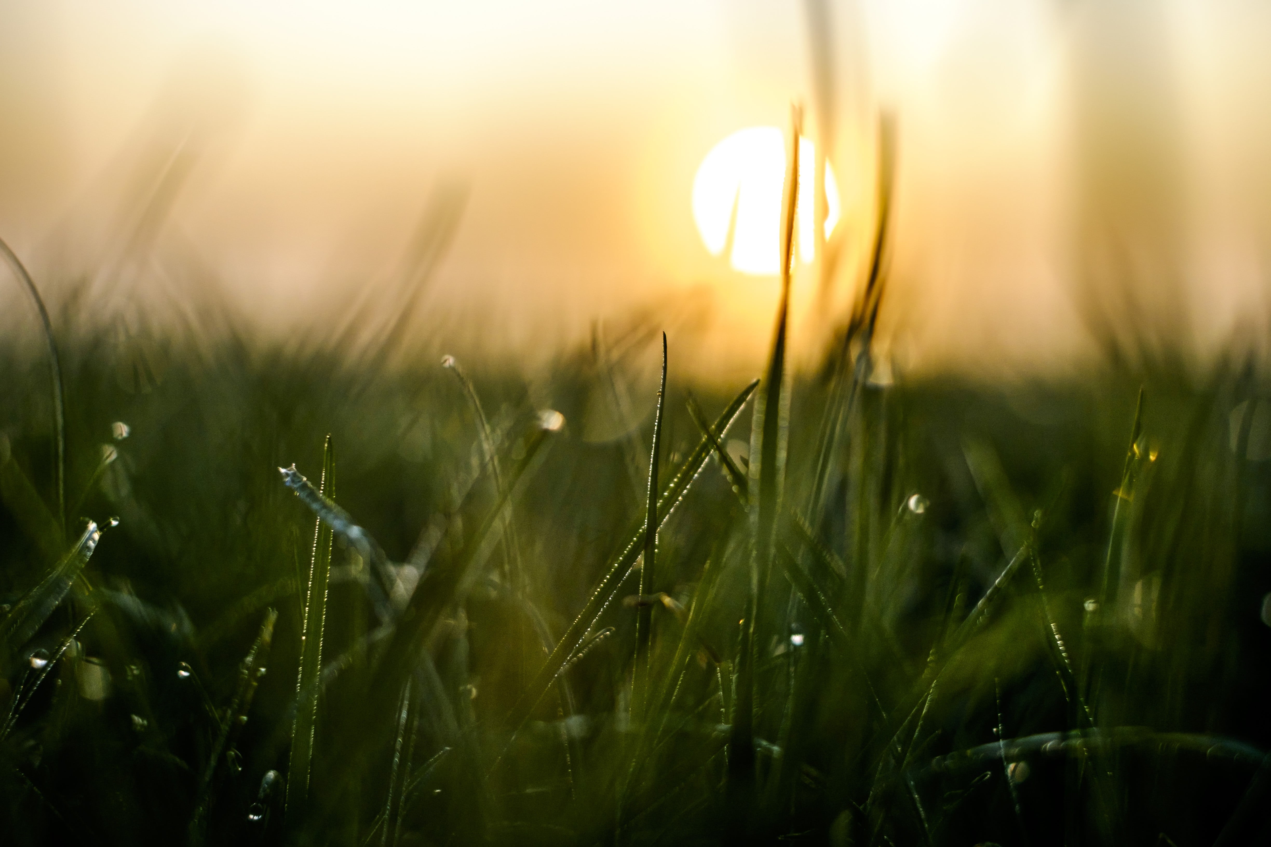 morning, green grass, meadow, Sunrise, green Color, field, Zeeland, Macro, sunset, light - Natural Phenomenon, dew, sunlight, outdoors, nature, Fujinon XF 35mm F/1.4 R, HD Wallpaper
