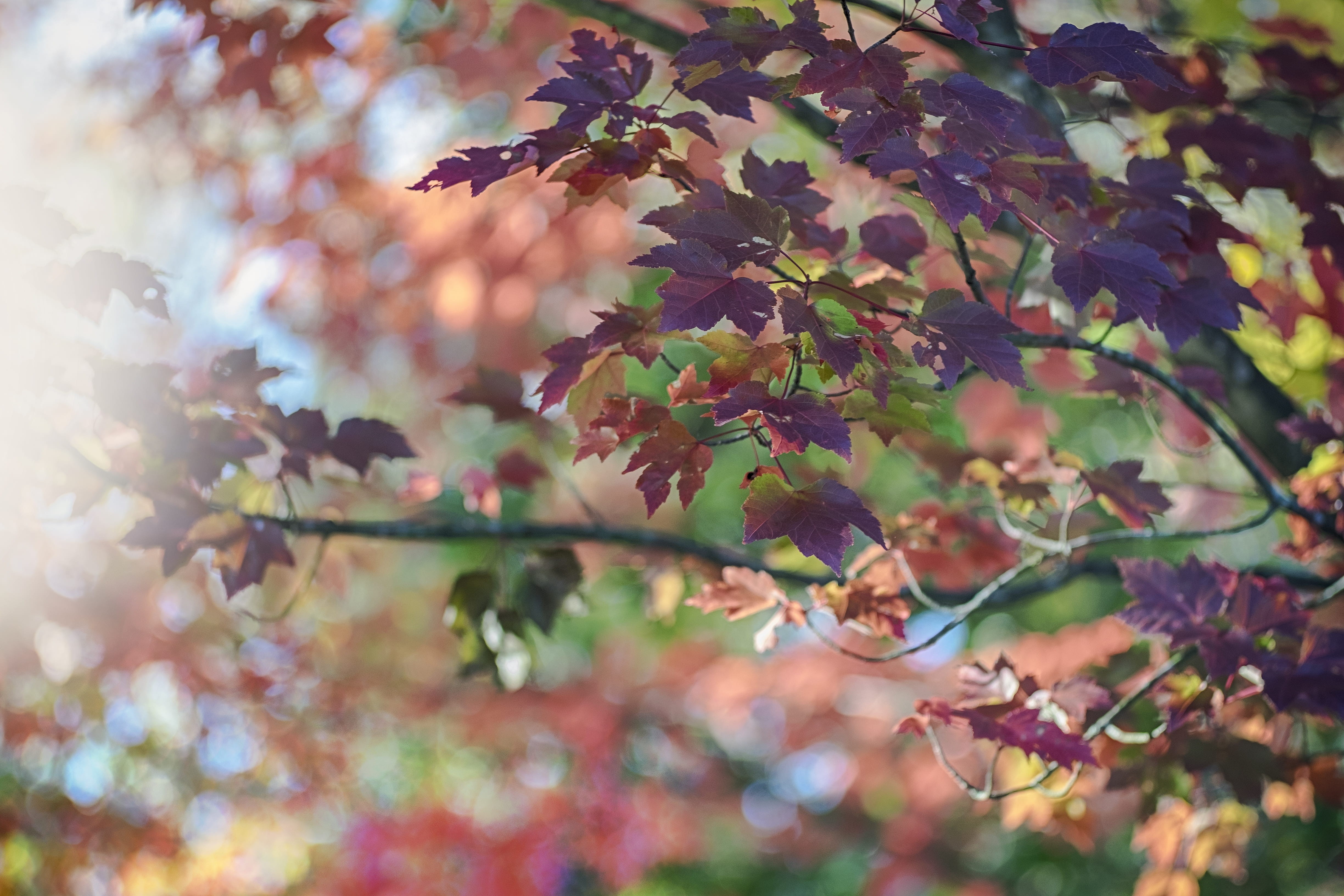 growth, close-up, fragility, branch, fujifilm, leafe, day, fuji, background, focus on foreground, selective focus, nature, no people, colorful, autumn, HD Wallpaper