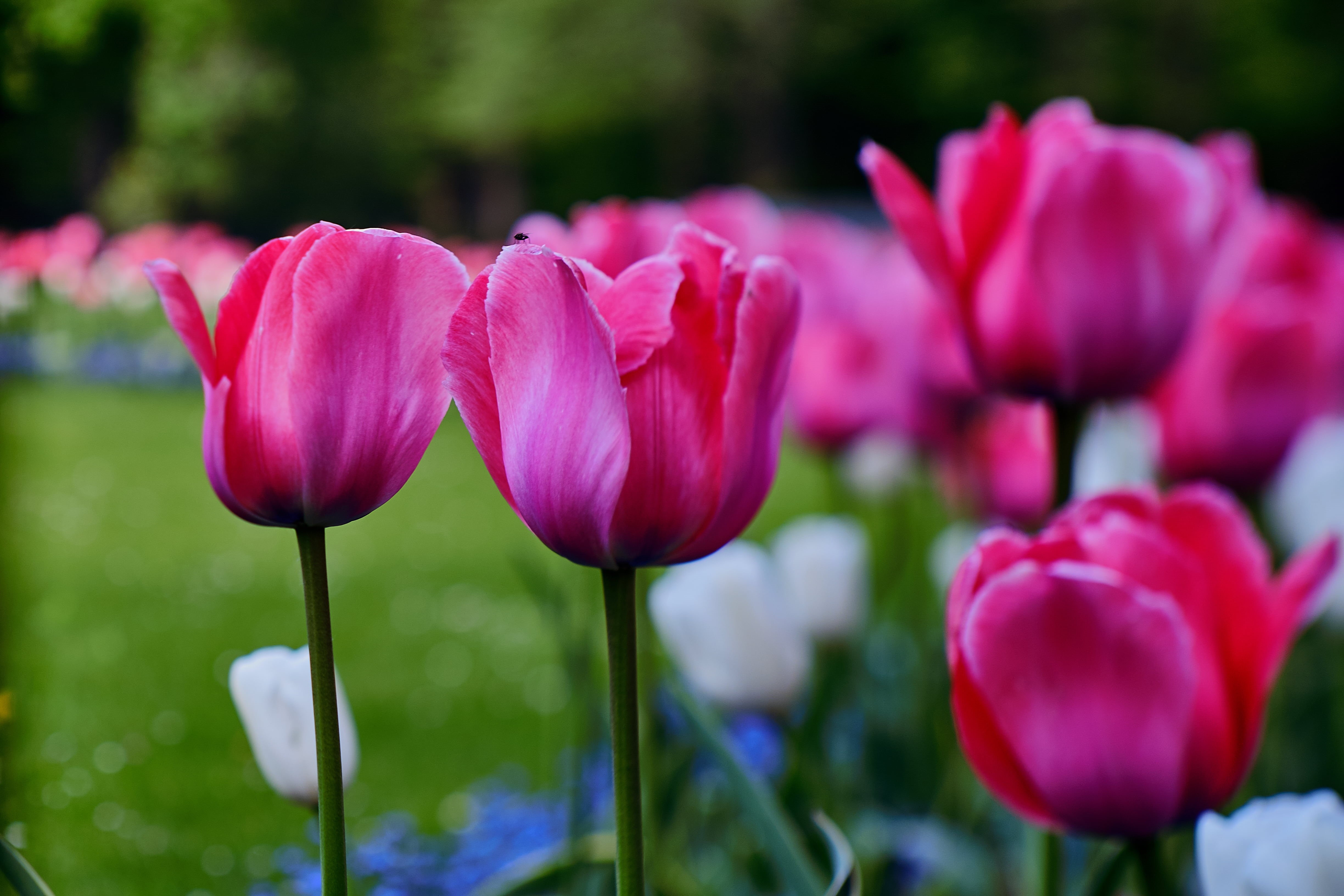 M42, pink, Jupiter, tulip, TiltandShift, selective focus, lens, springtime, MC, FUJIFILM X-T1, summer, flower Head, nature, plant, selective, Digital Camera, HD Wallpaper