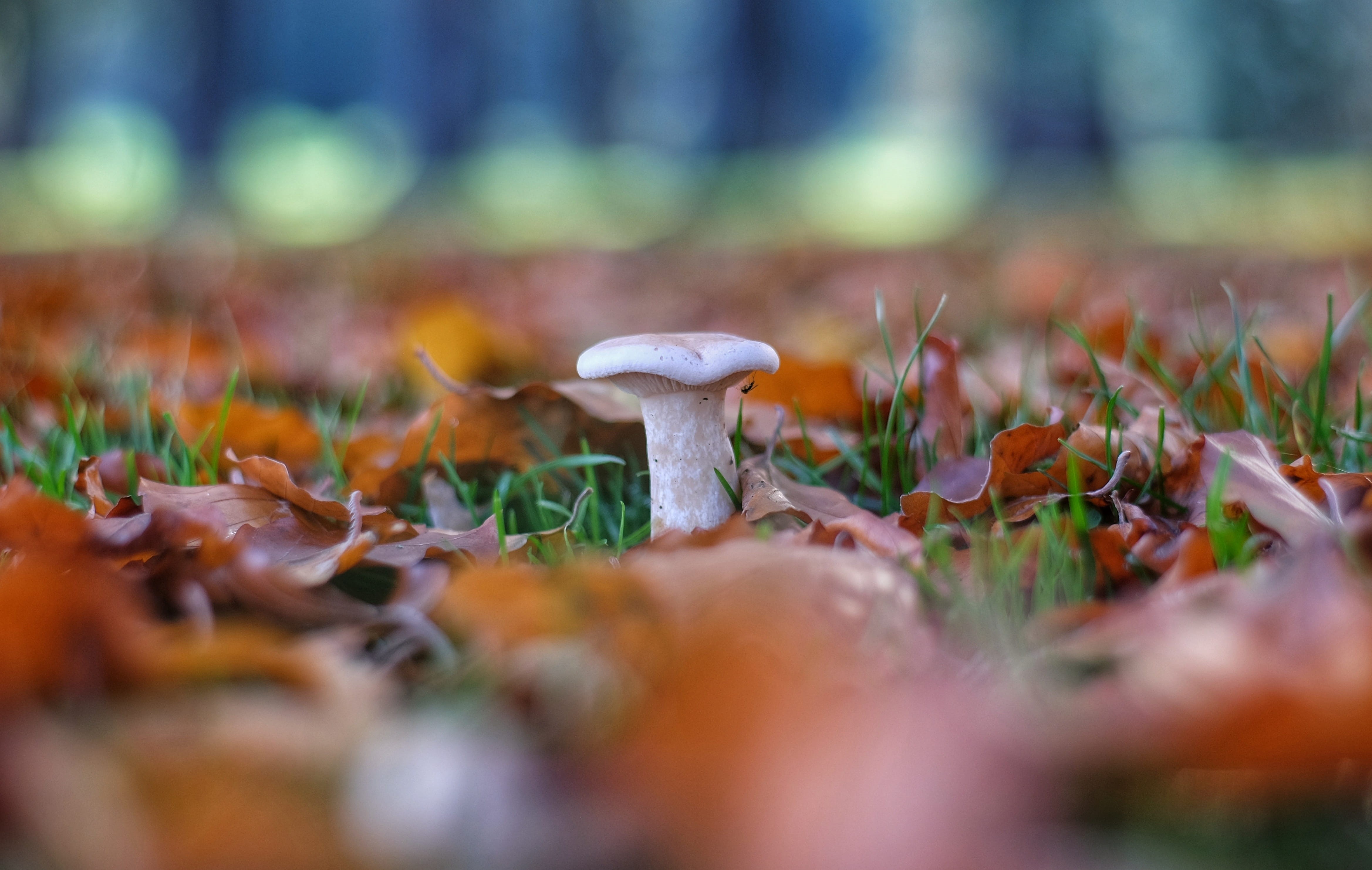 4K, land, nature, fuji, fly agaric mushroom, poisonous, surface level, grass, leafe, fall, selective, autumn, growth, dof, fungus, foliage, HD Wallpaper