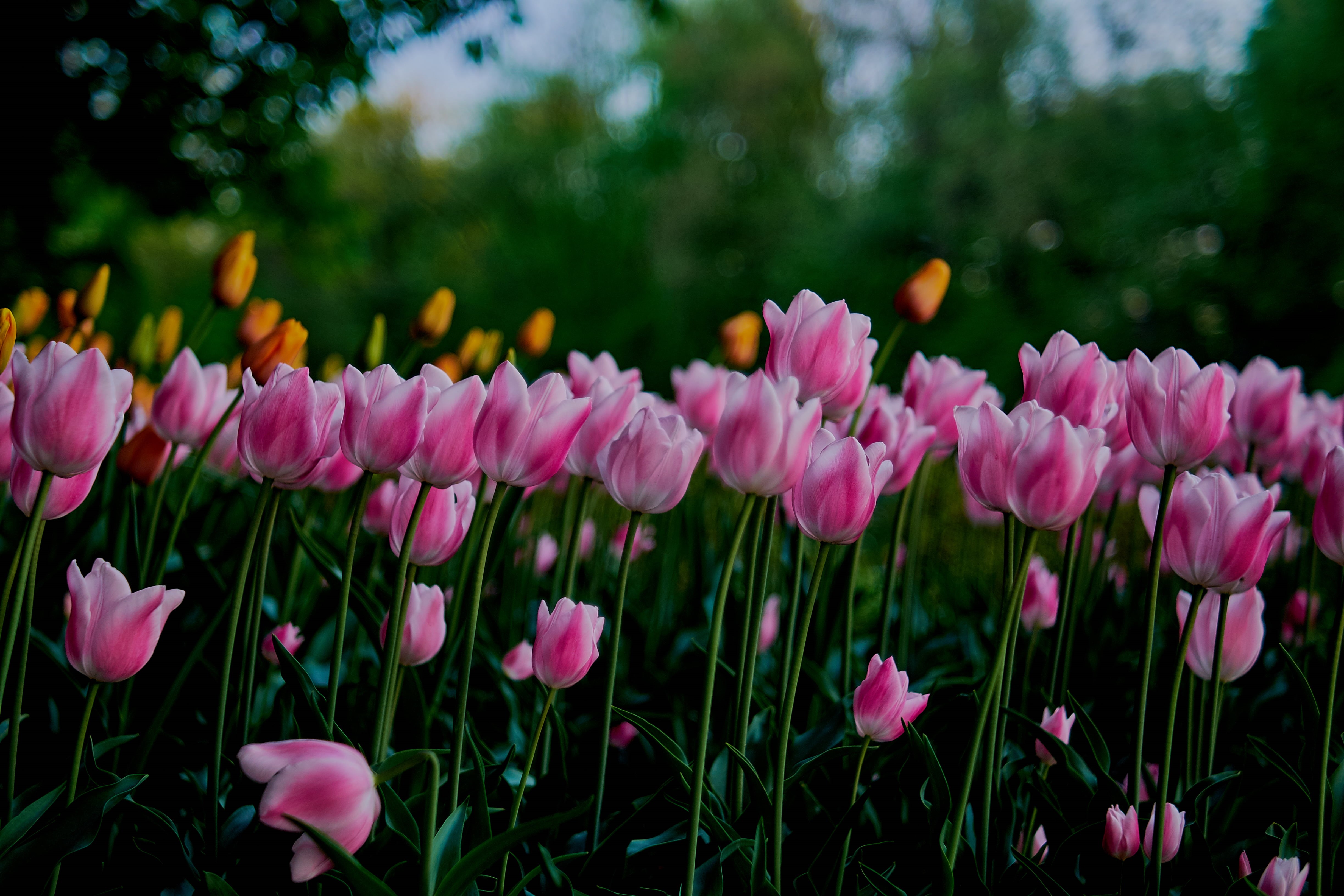 season, FUJIFILM X-T1, purple flower, beauty In Nature, II, Zhongyi, springtime, purple, f2.2, green Color, flower, flower Head, f/2.2, freshness, nature, HD Wallpaper