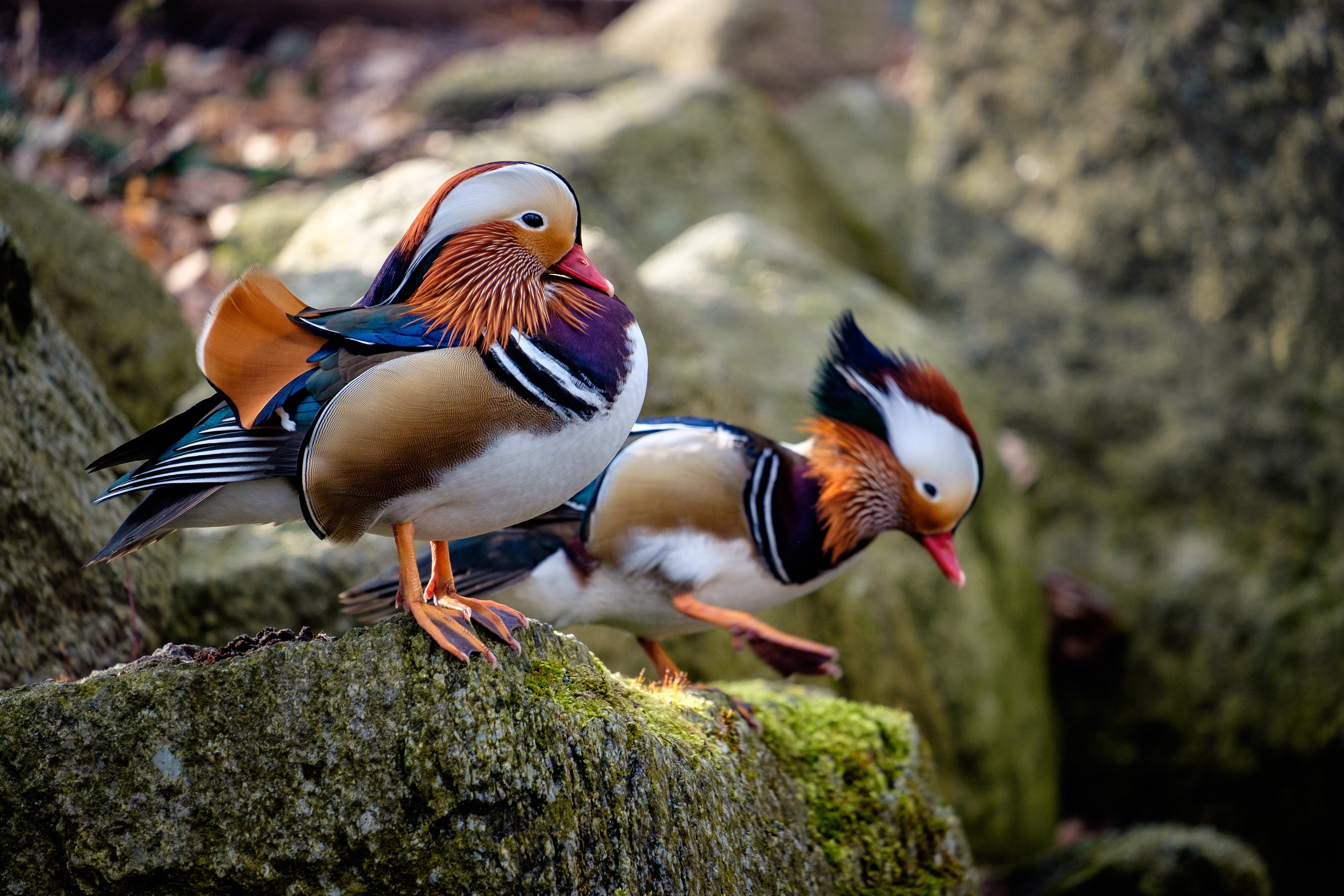 wildlife, Łazienki, Warszawa, LM, X-T1, mm, Królewskie, peasant, two, f/3.5, Fujifilm, beak, 4K, XF, birds, Warsaw, bird, Fuji, Warschau, Fujinon, OIS, HD Wallpaper