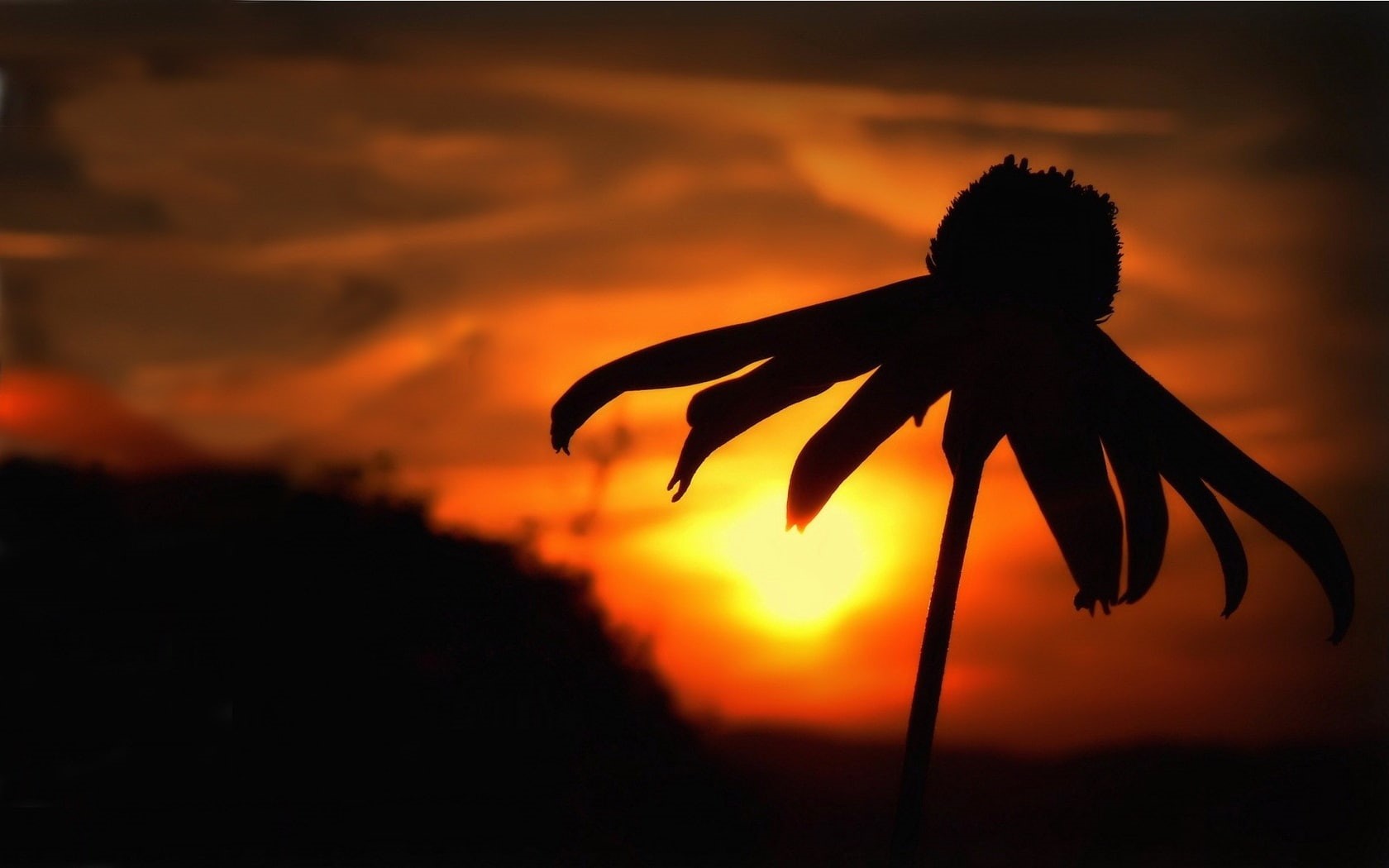 Daisy, Sunset, 720P, Shadow, Contour, HD Wallpaper