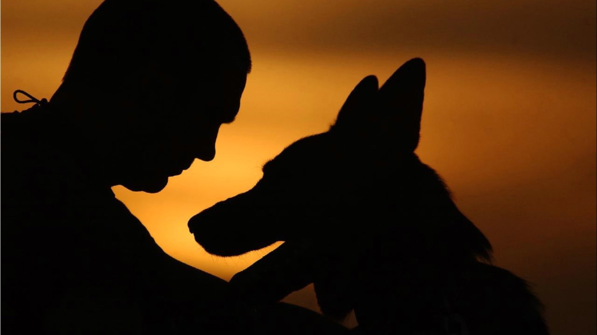 man, silhouette, BACKGROUND, DOG, adult, love, EACH, 1080P, headshot, SILHOUETTES, PEOPLE, SHAPE, bonding, positive emotion, men, SUNSET, togetherness, HD Wallpaper