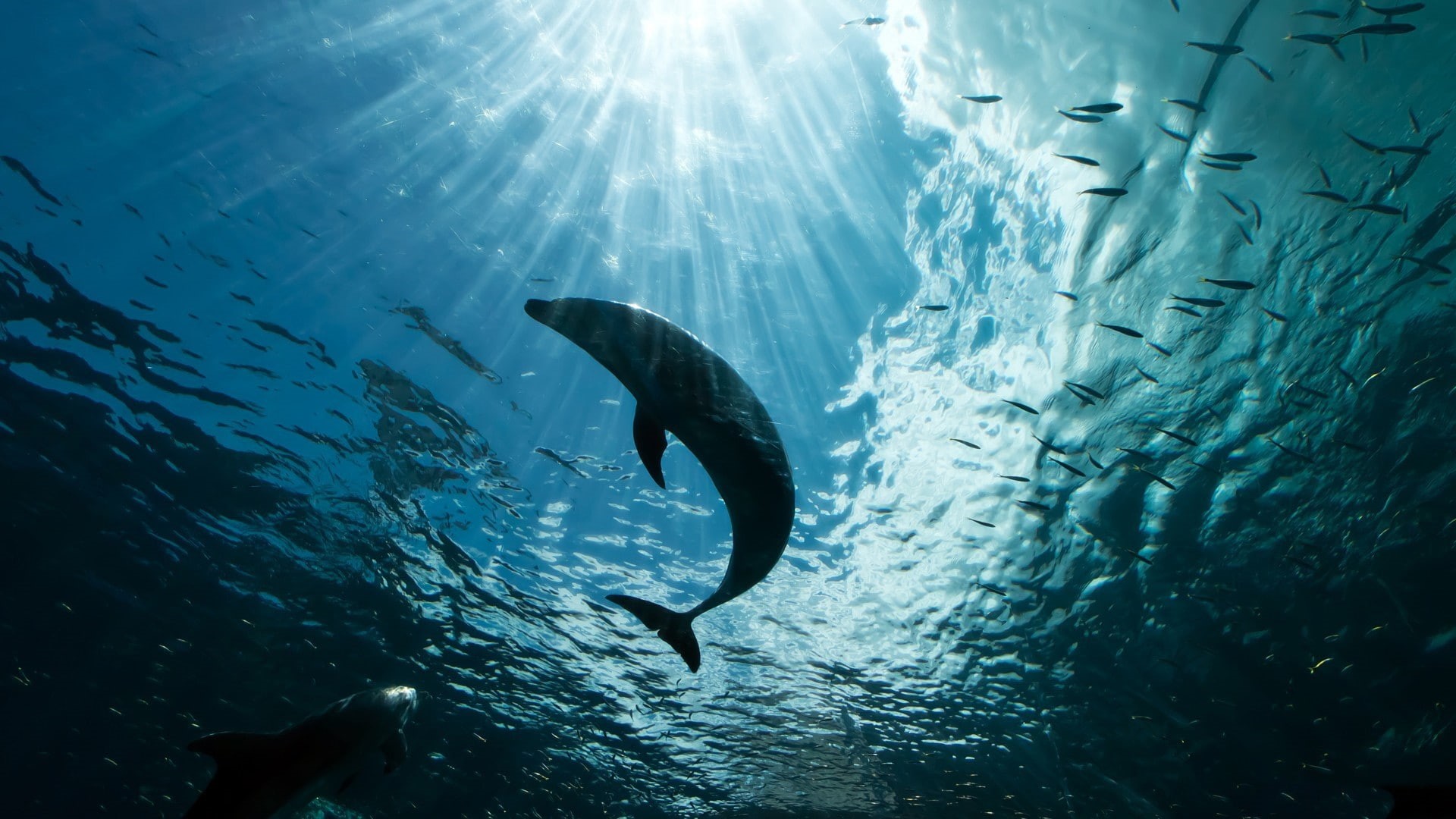 Fish, water, Sea, Dolphins, 1080P, WATER DEPTH, rays, Ocean, shoals, outlines, contours, flock, depth, light, silhouette, HD Wallpaper