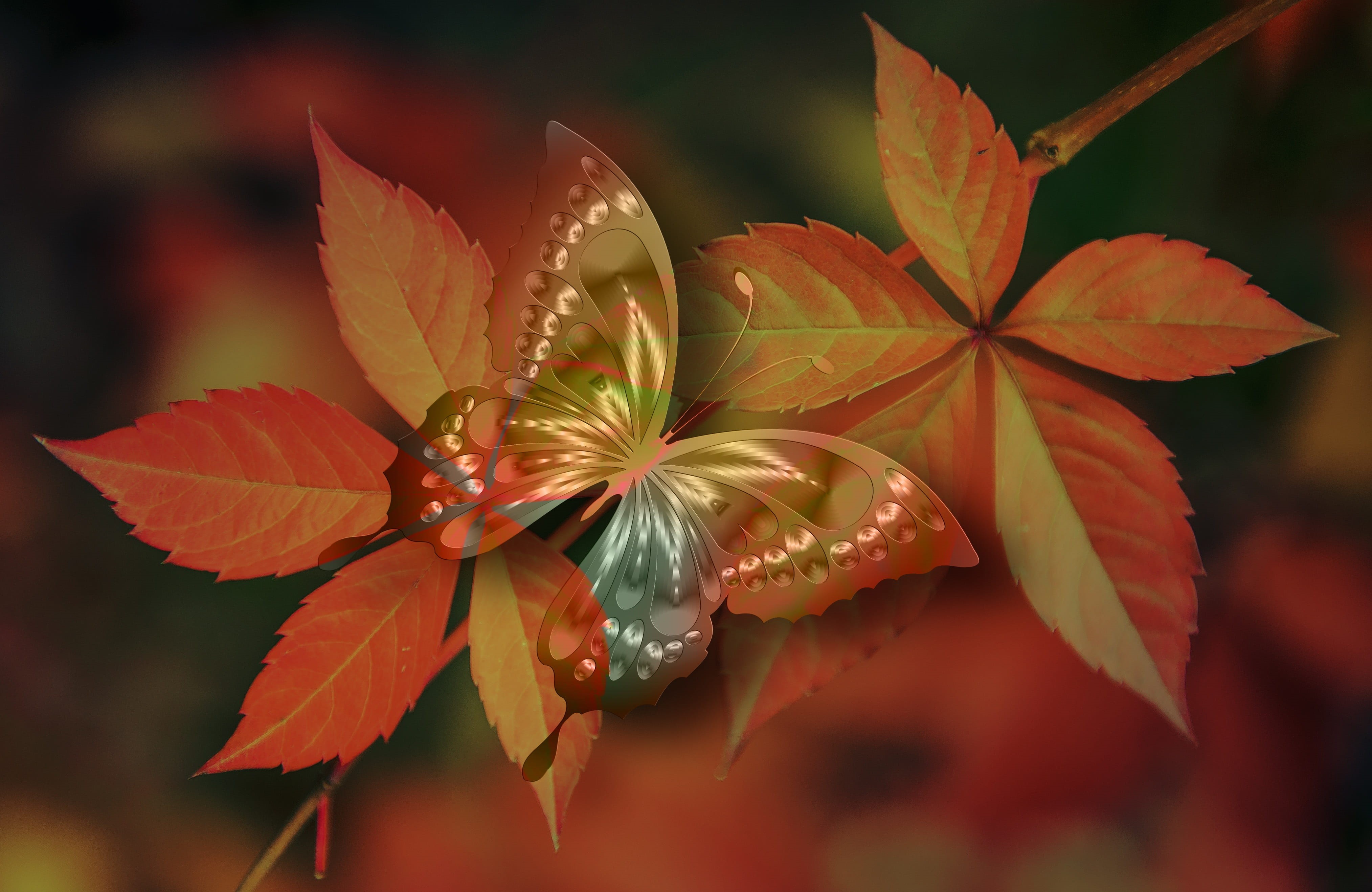 plant part, illusion, artistically, outdoors, closeup, marbled, no people, flower head, image, leaves, flower, brown, meditation, freshness, surface, petal, HD Wallpaper