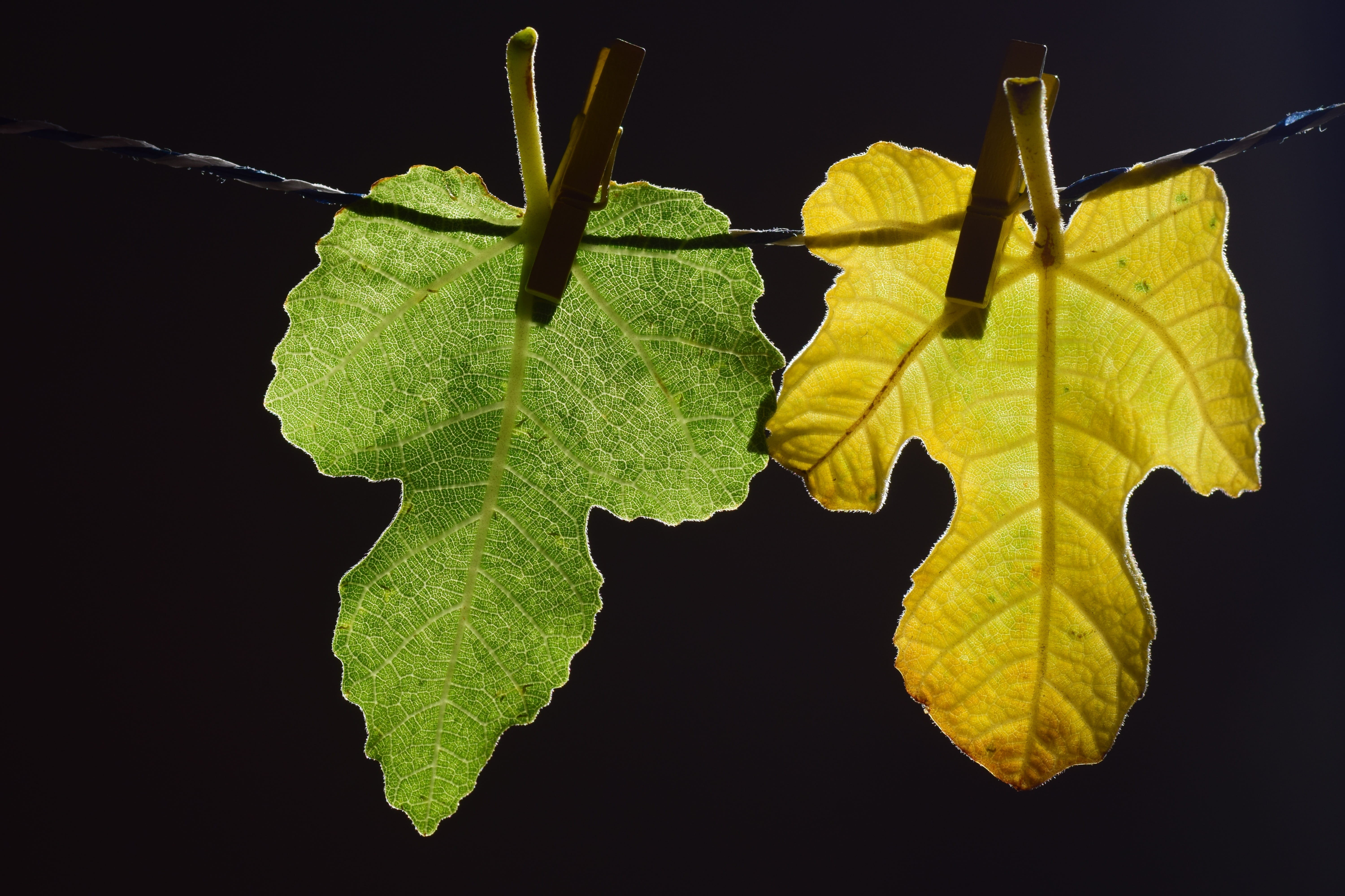 studio shot, freshness, autumn colours, plant part, black background, leaves, nature, decorative, yellow, suspended, leaf, clothespins, outdoors, food and drink, HD Wallpaper