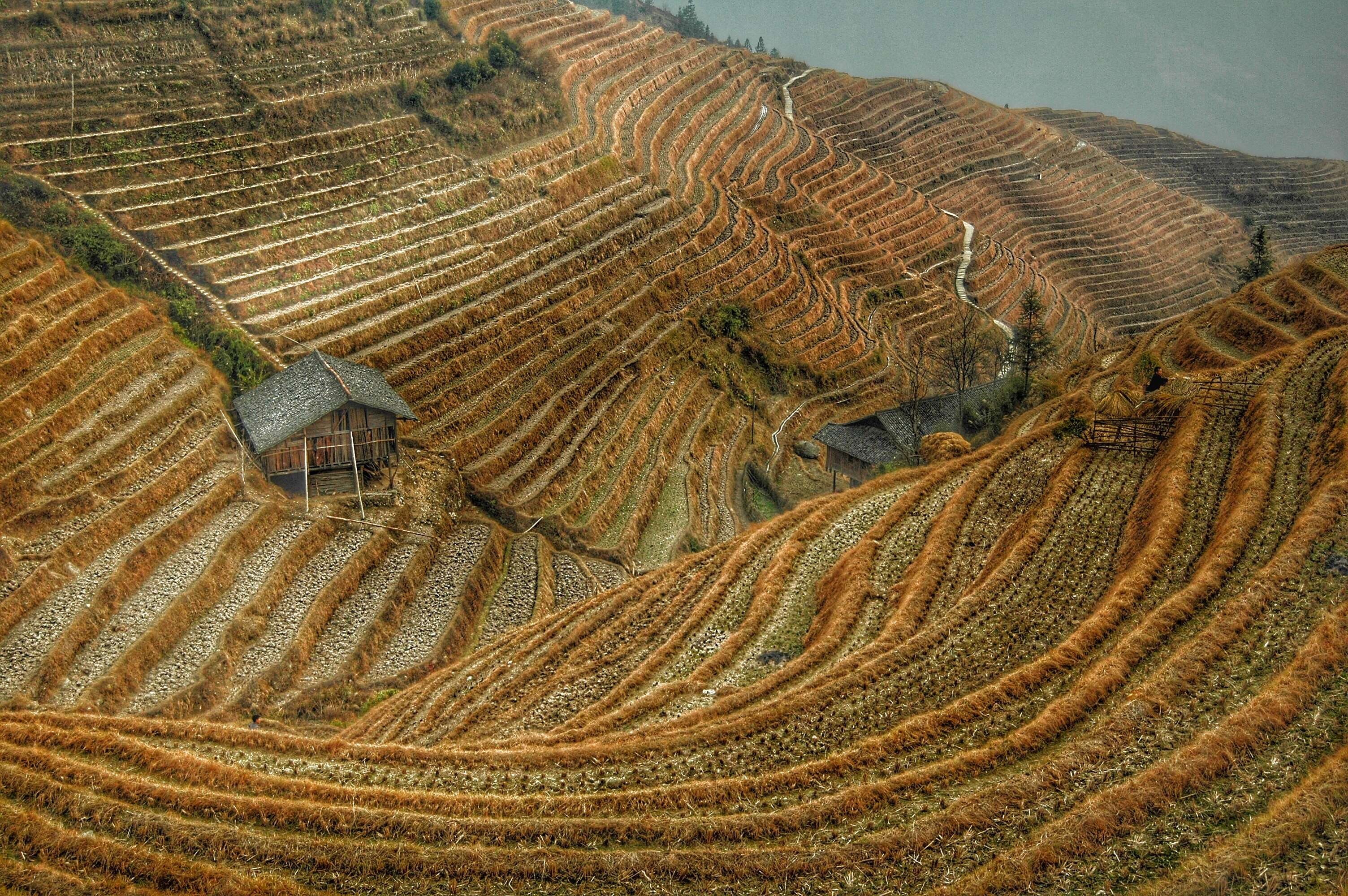 plantation, beauty in nature, contours, rice, field, no people, china, pattern, rural scene, high angle view, crop, rolling landscape, environment, harvest, HD Wallpaper
