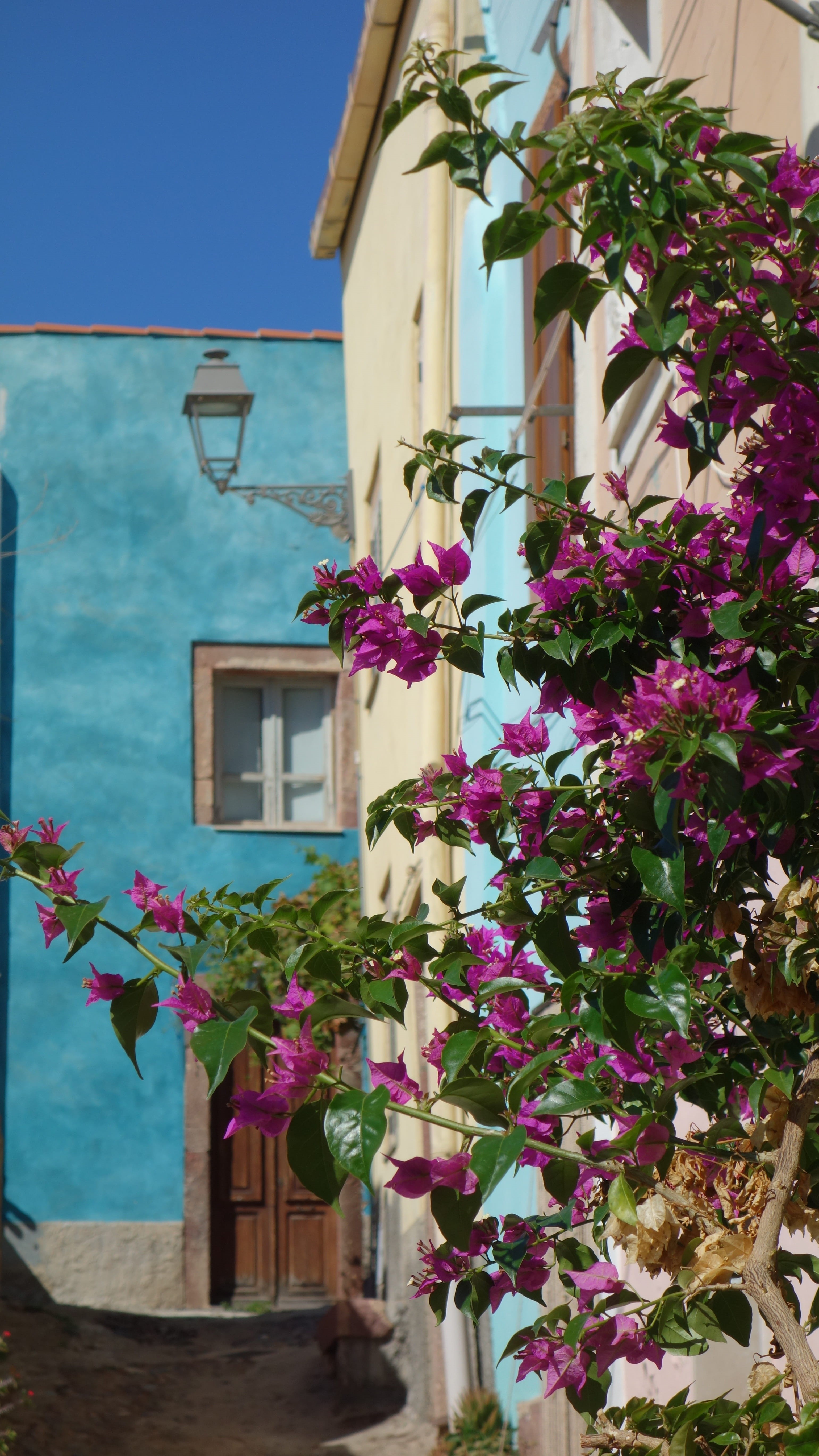 city, flower arrangement, house, nature, freshness, Architecture, pink color, mood, window, growth, Sardinia, outdoors, potted plant, built structure, plant, Phone HD Wallpaper