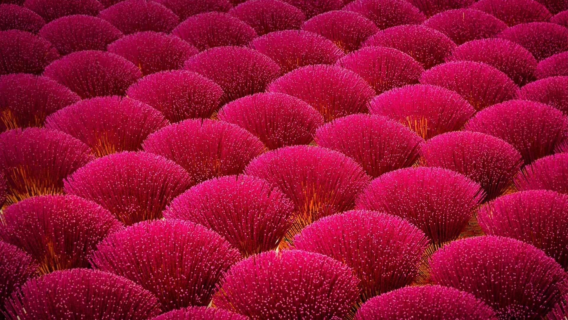 flower, amazing, flower field, 1080P, flowery, HD Wallpaper