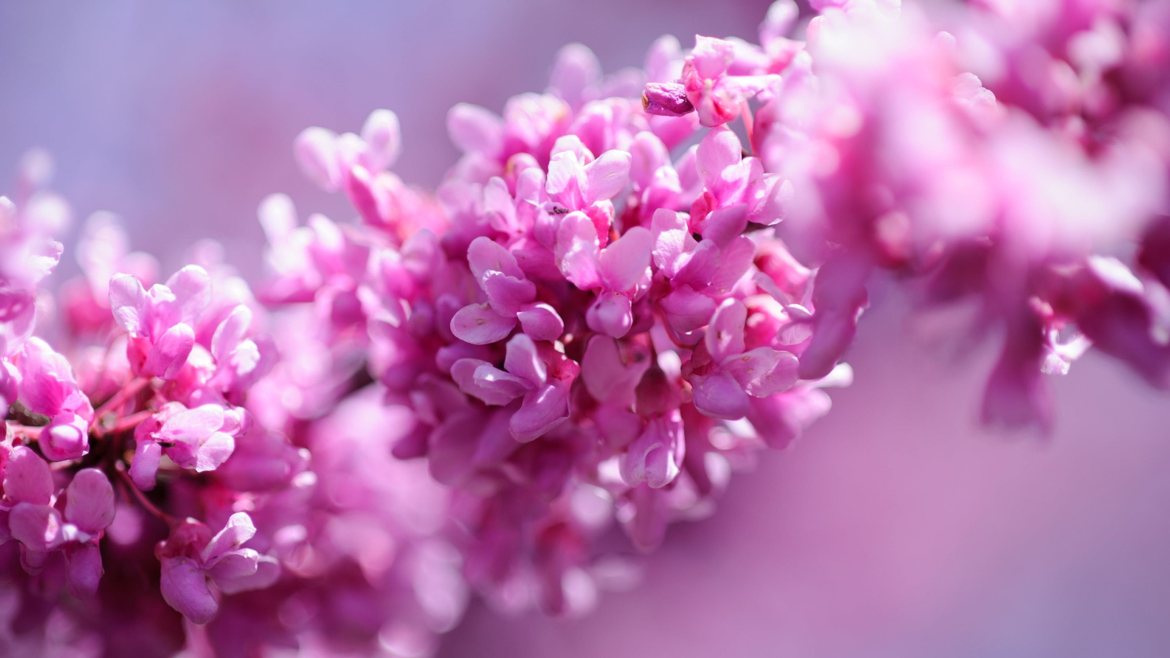 flowery, blossom, blurry, 4K, HD Wallpaper