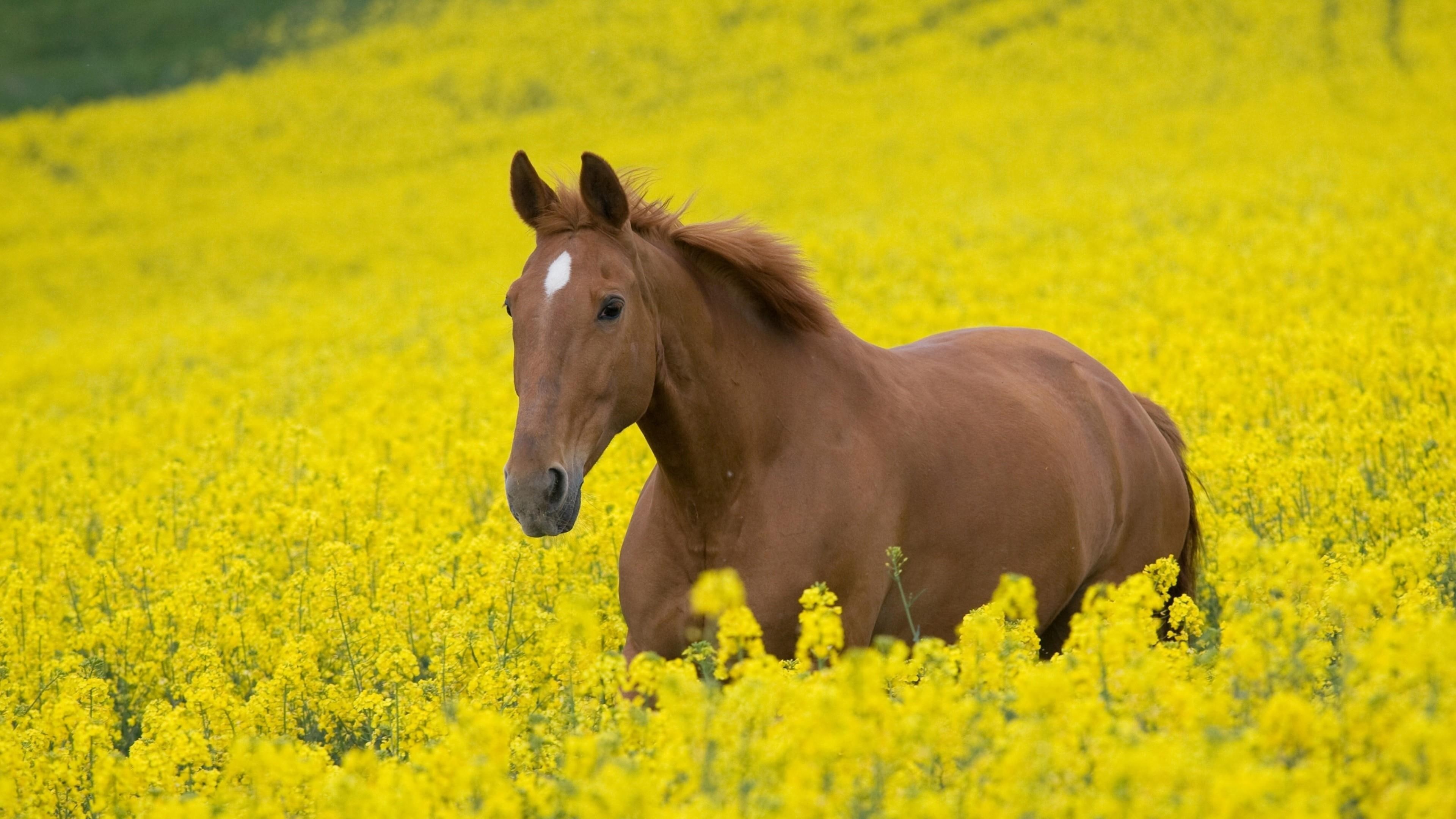 romantic, flower field, flowers, flowery, 4K, horse, wild flowers, HD Wallpaper