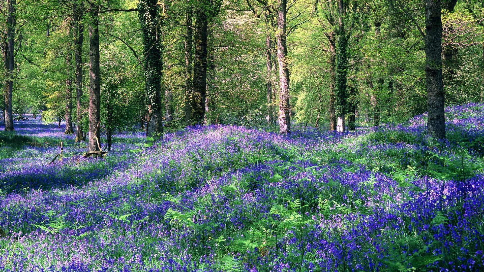 flowery, nature and landscapes, forest, carpet, covering, flowers, purple, 1080P, HD Wallpaper
