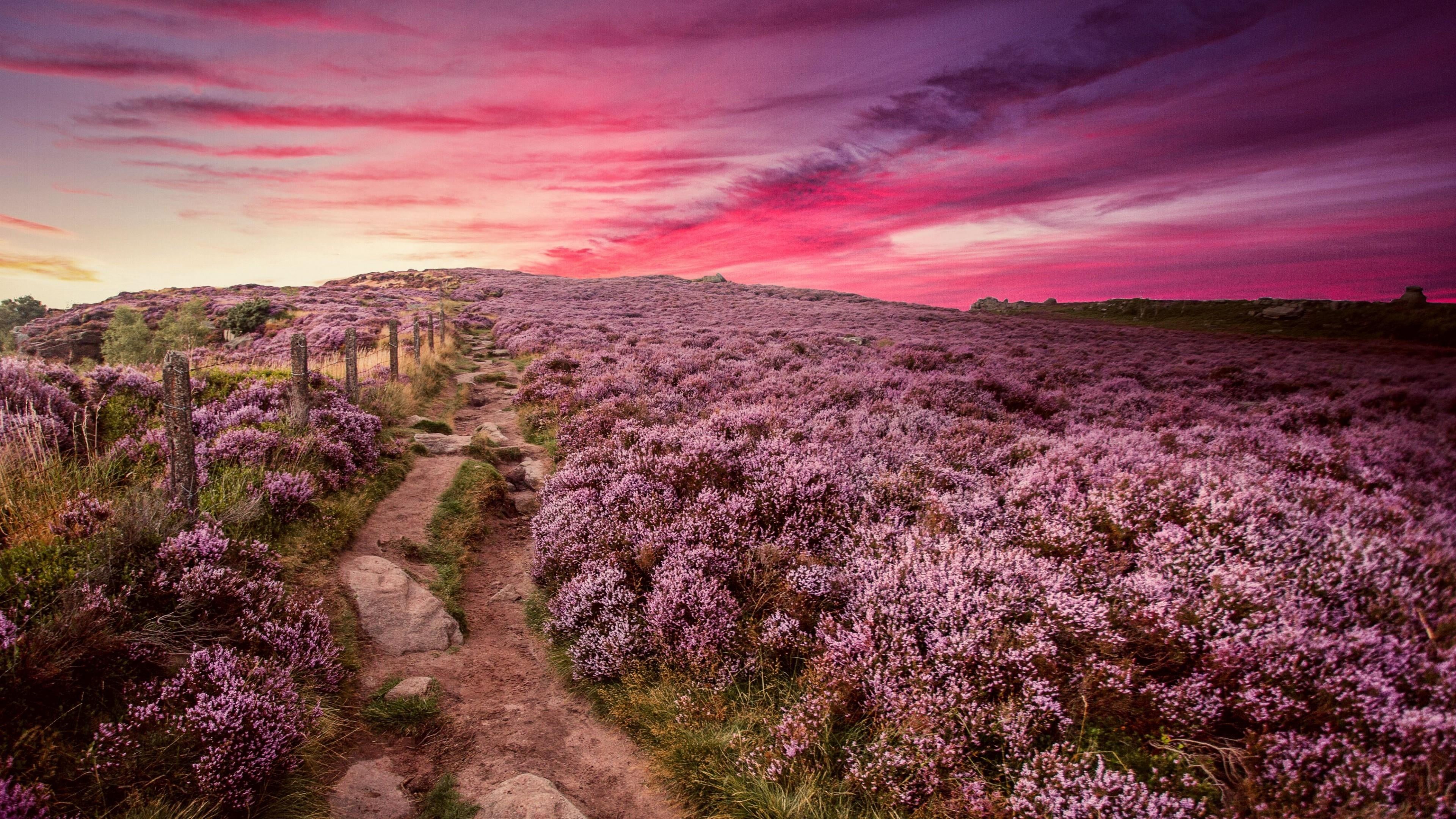 land, spring, sky, environment, flowering plant, flowery, plant, 4K, floral, path, tranquility, flowers, sunset, cloud - sky, outdoors, tranquil scene, HD Wallpaper