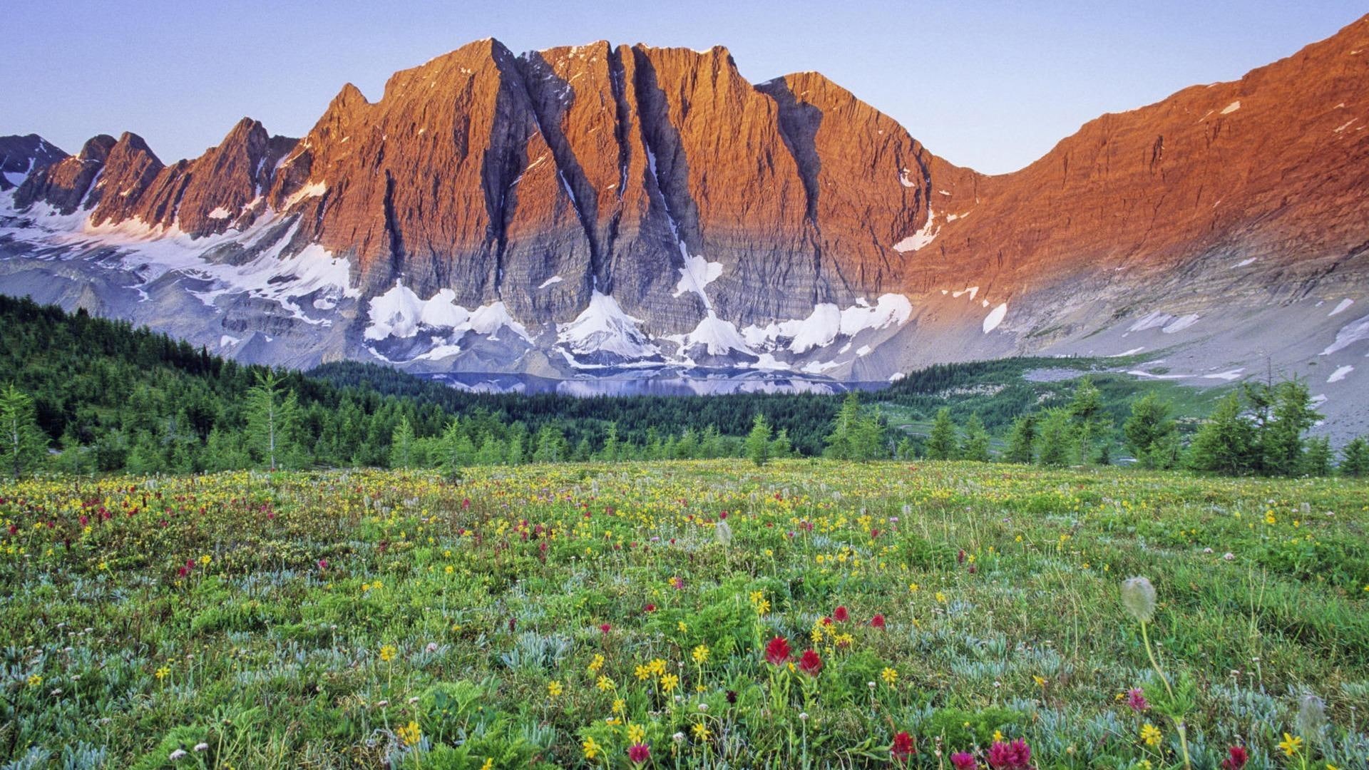 1080P, brown, flowery, near, flower, snow, rocky, meadow, field, mountain, nature and landscapes, green, grass, stark, HD Wallpaper