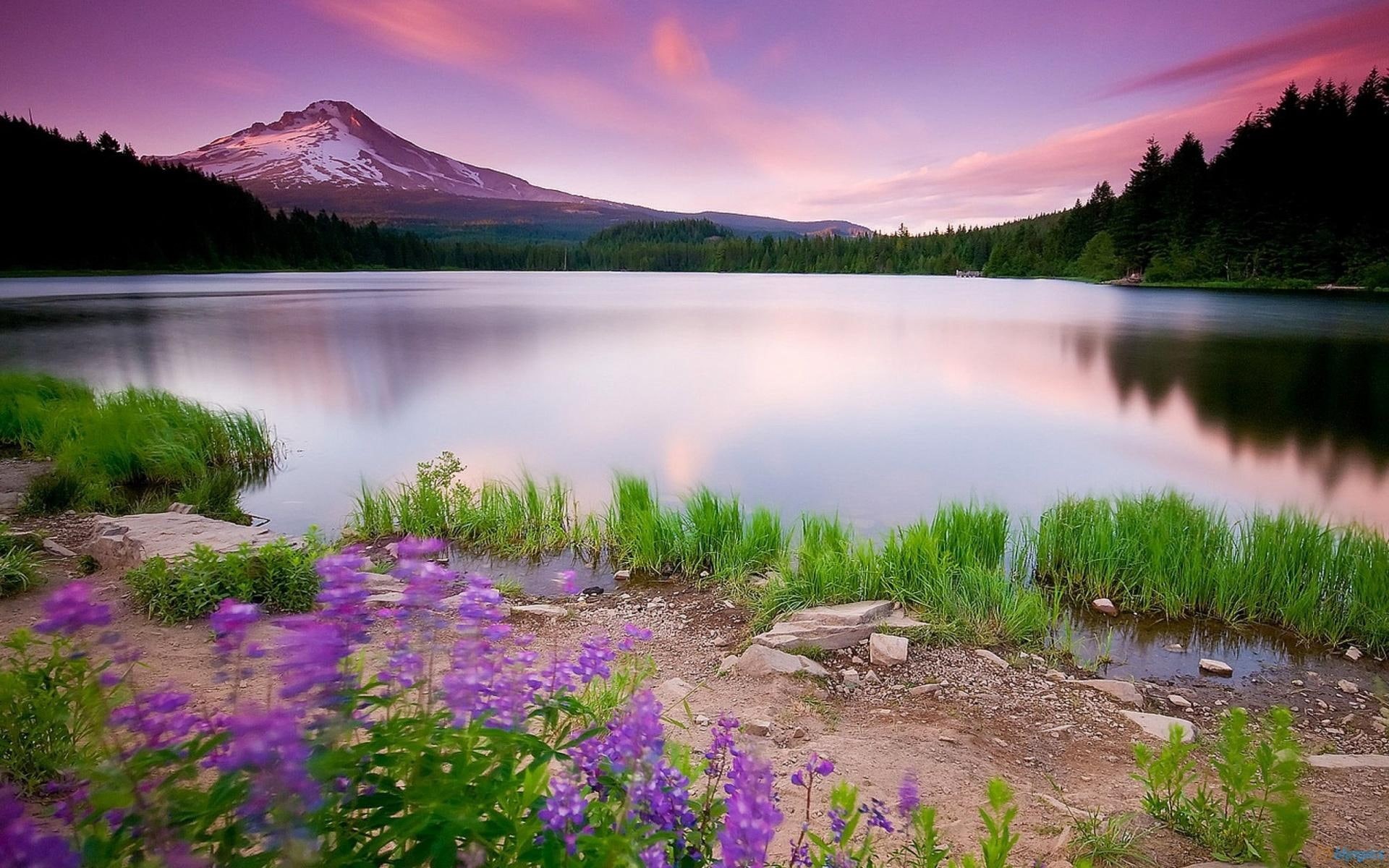 flowers, sunrise, flowery, lake, nature, lakes, 1080P, nature and landscapes, sunrises, HD Wallpaper