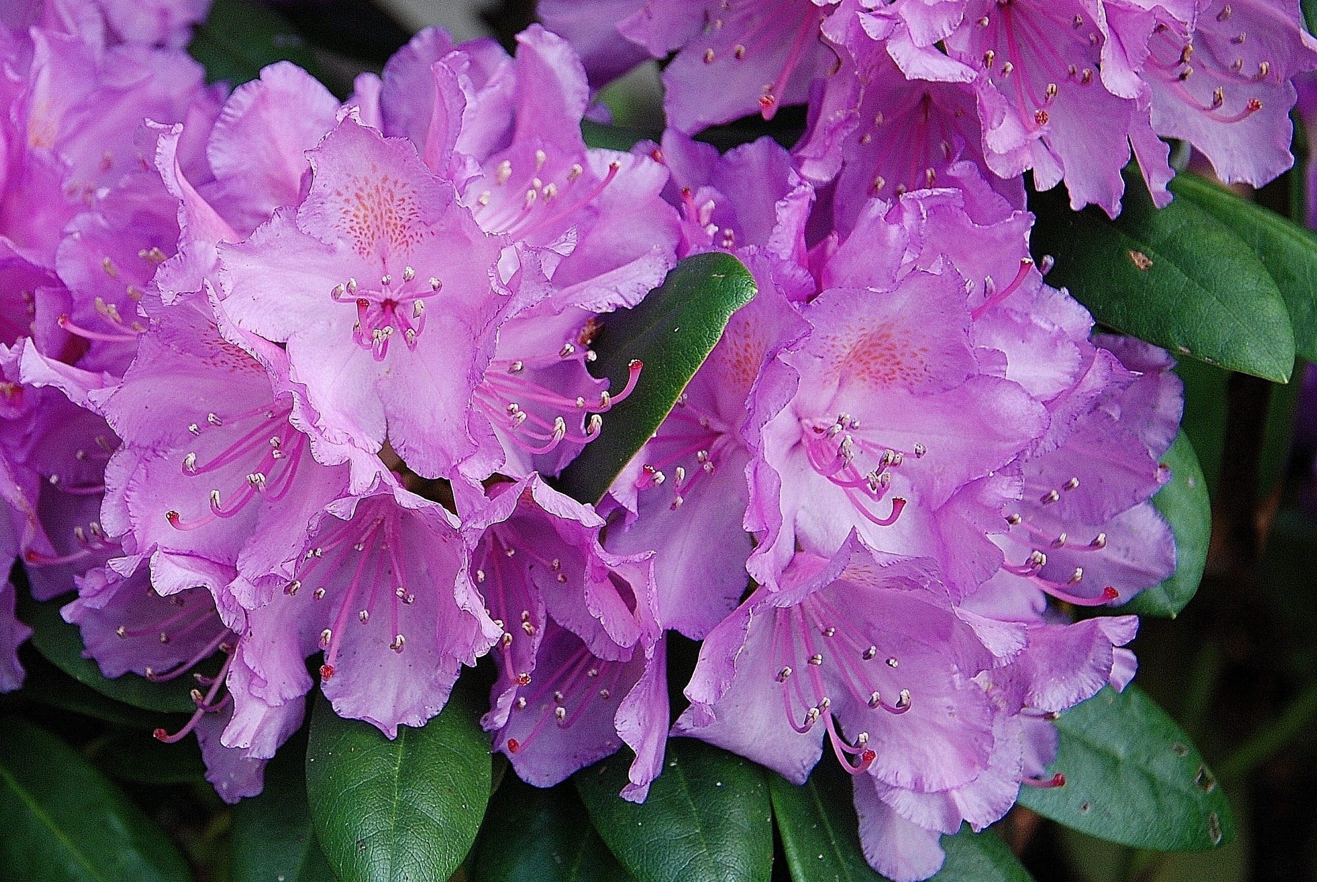 vulnerability, summer, water, velvety, beauty, nature, growth, pink color, springtime, white, romance, drop, blossom, purple, flower head, background, fragility, HD Wallpaper