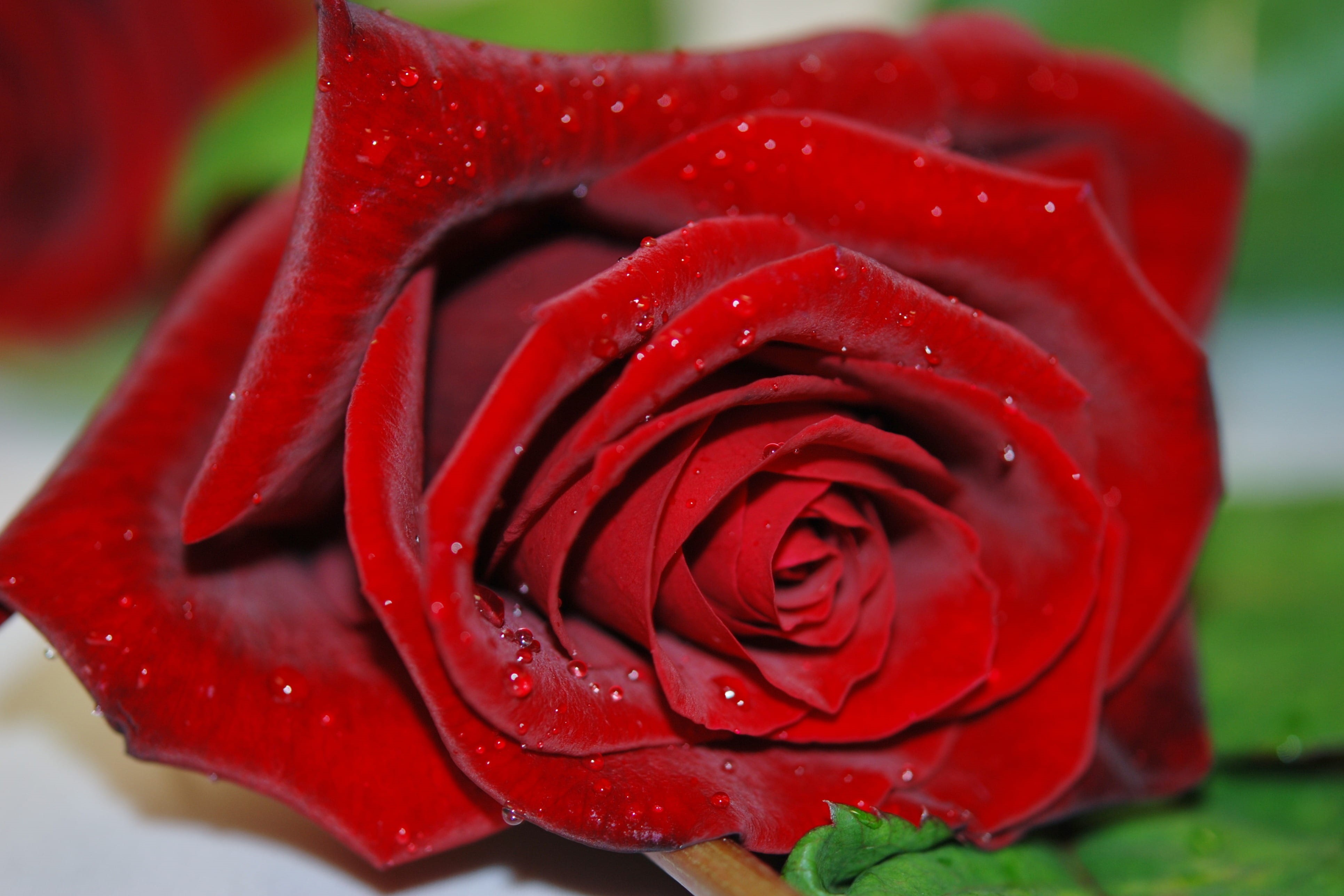petal, red, inflorescence, velvety, flora, no people, water, raindrop, freshness, nature, leaves, floral, flowering plant, shot, rain, romantic, vulnerability, HD Wallpaper