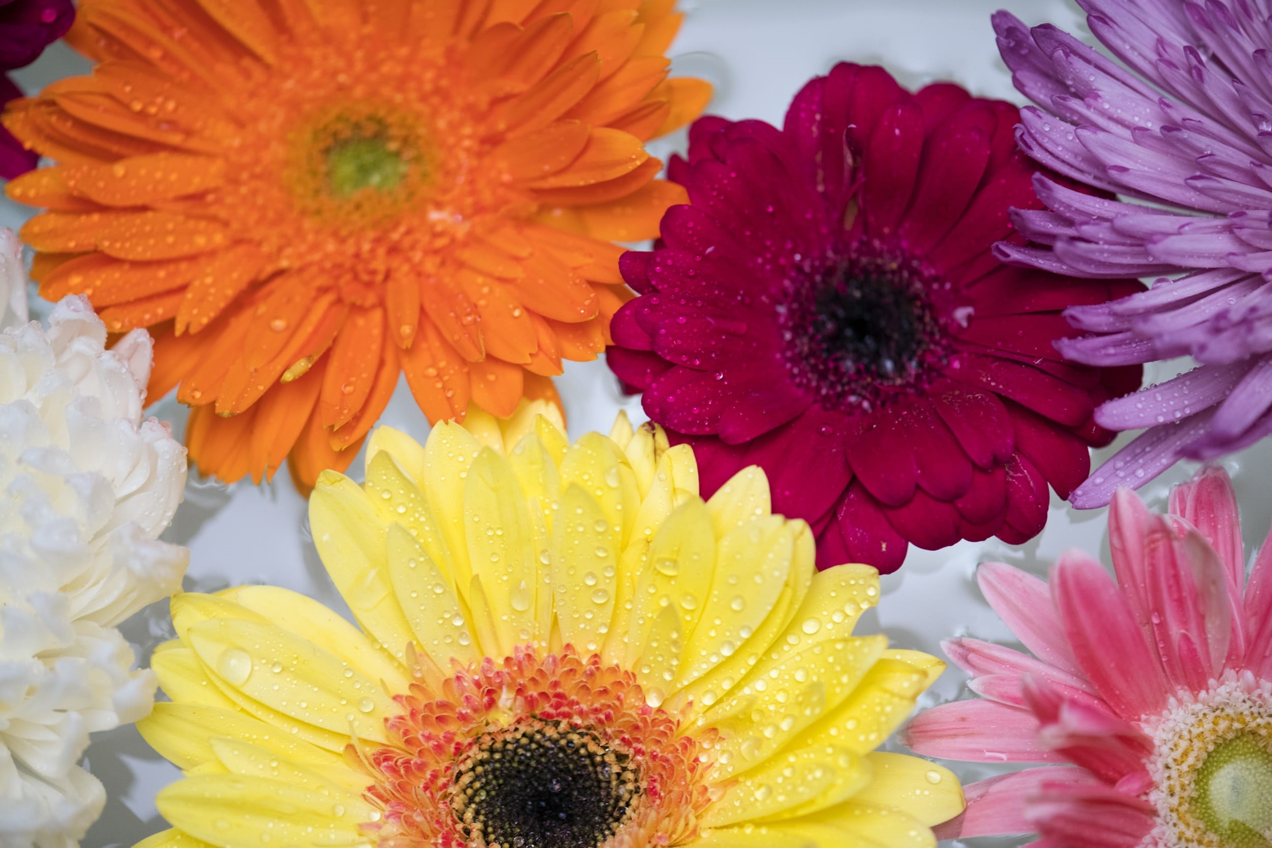 textured, botany, 1080P, collection, flower head, spa, flower, freshness, natural, gazania, pattern, transvaal daisy, beauty, colorful, gerbera, no people, HD Wallpaper