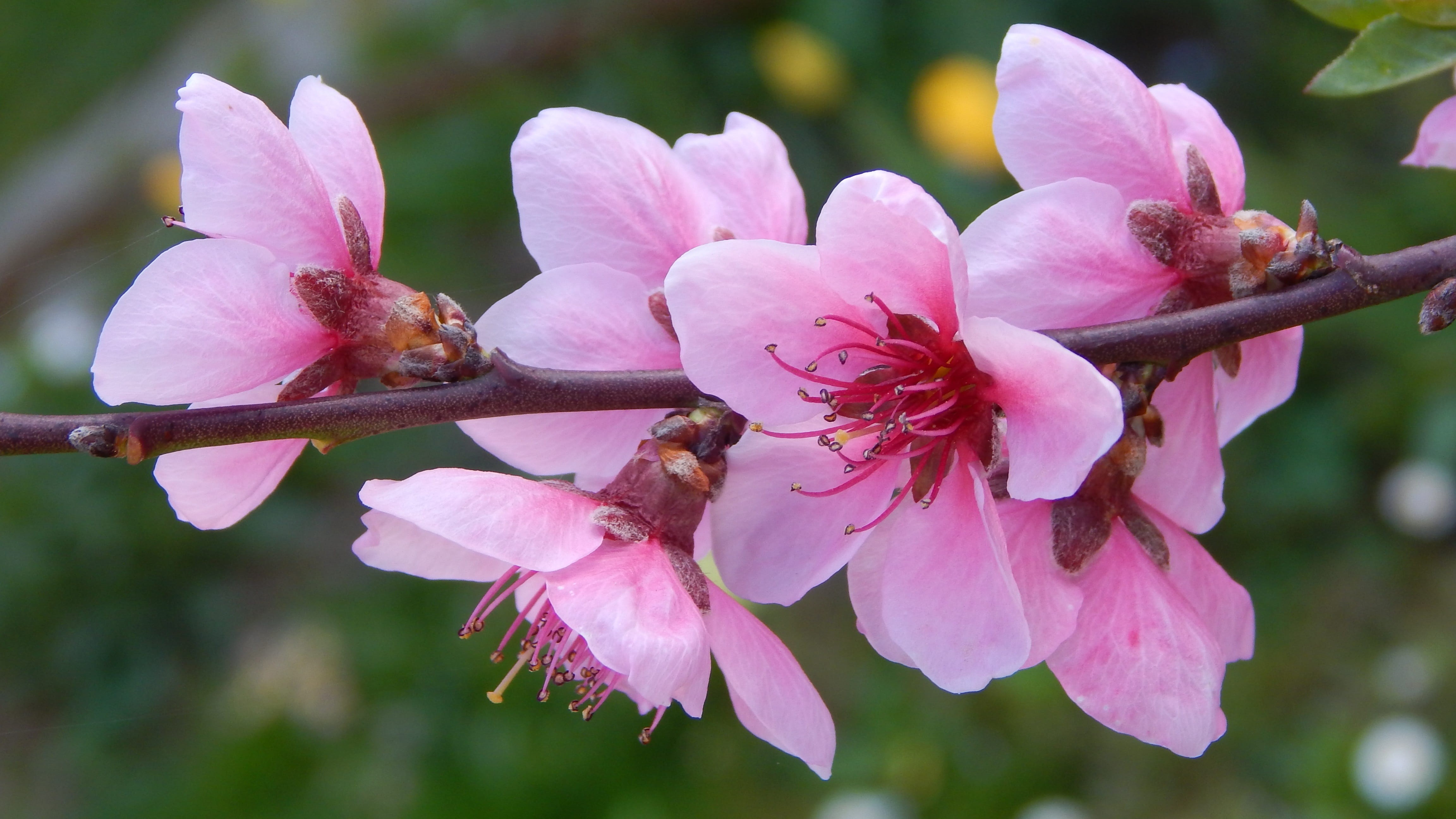 cherry blossom, close-up, peach blossom, vulnerability, bloom, softness, flowery branch, flower, fragility, flowering, 4K, spring, plant, gyümölcsvirág, HD Wallpaper