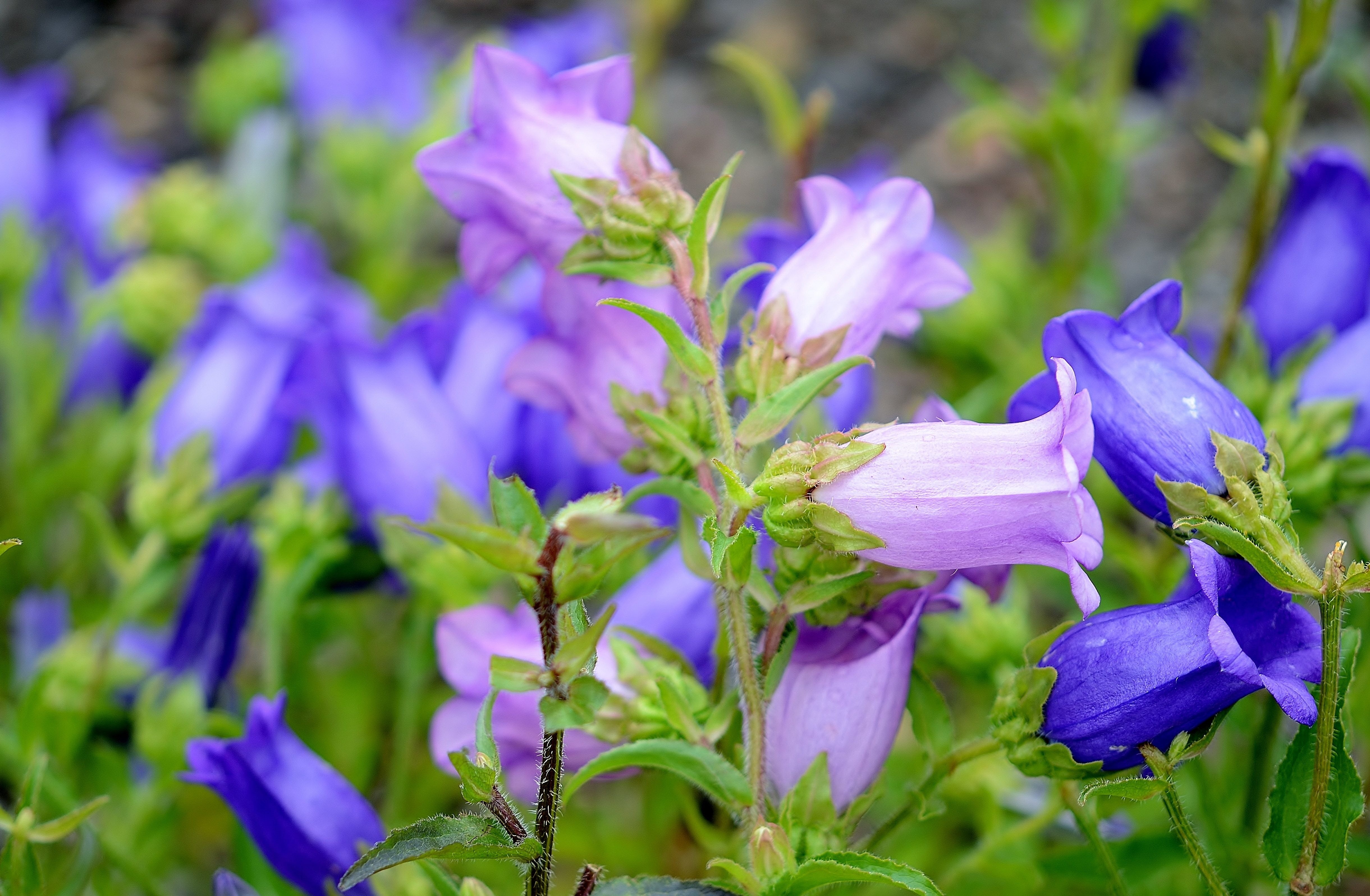 flowers, beauty, purple, fresh, flowery, green color, growth, love, velvety, blue, blossom, romantic, summer, flower, no people, 4K, flower head, beauty in nature, HD Wallpaper