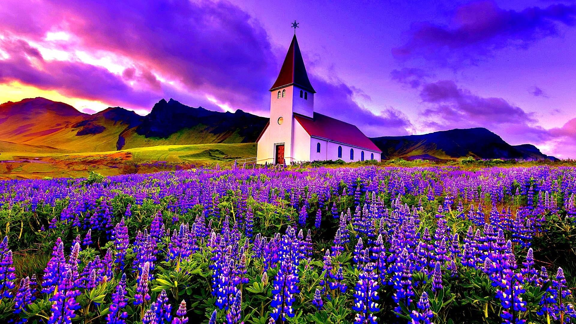 lupine, place of worship, plant, iceland, blooming, flowery, beauty in nature, church, hill, travel destinations, religion, vik i myrdal church, mountain, HD Wallpaper