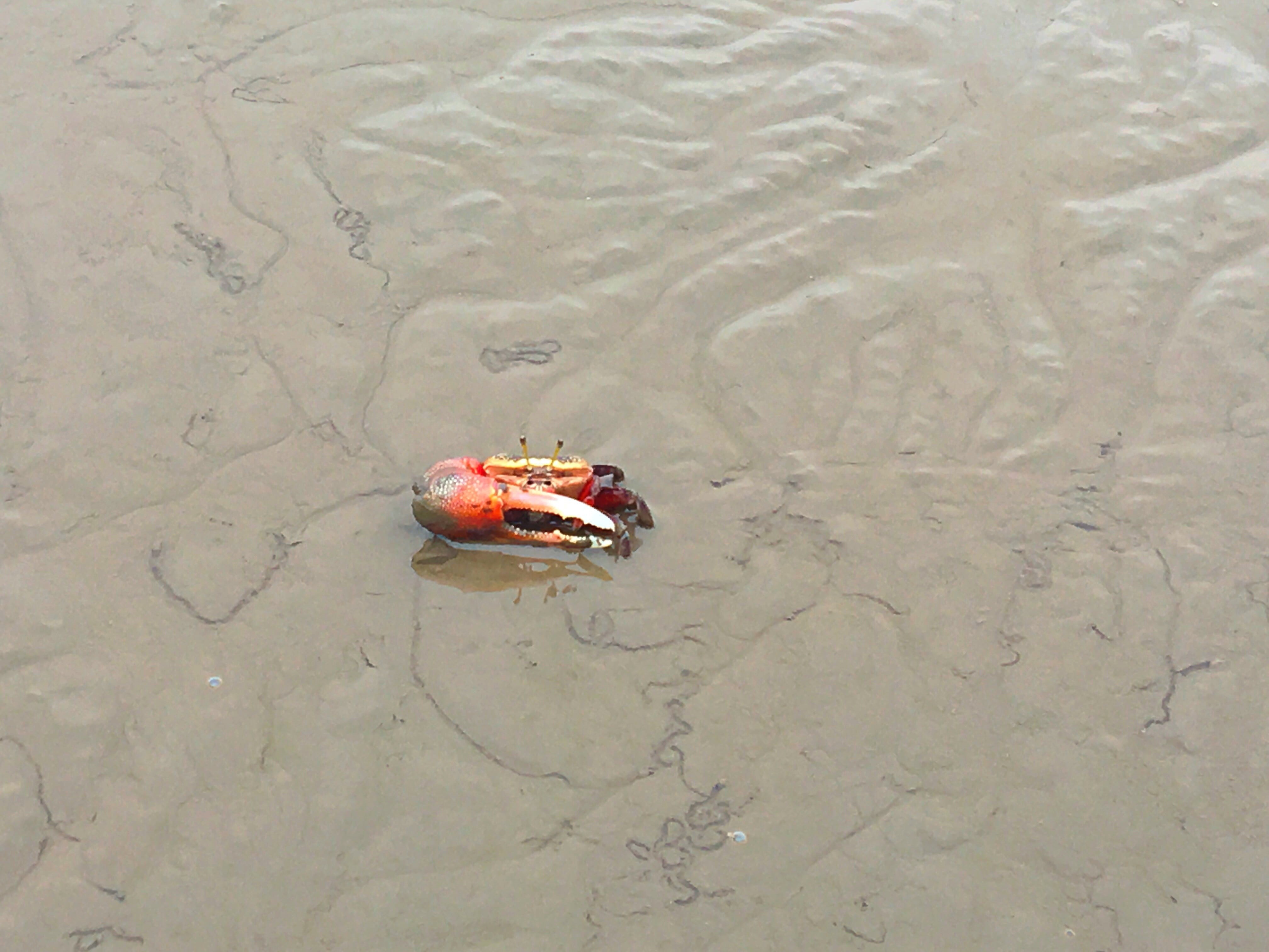 saga plain, ariake, beach, animal, no people, crab, animal wildlife, nature, water, high angle view, marine, amphibian, outdoors, 4K, saga, animals in the wild, HD Wallpaper