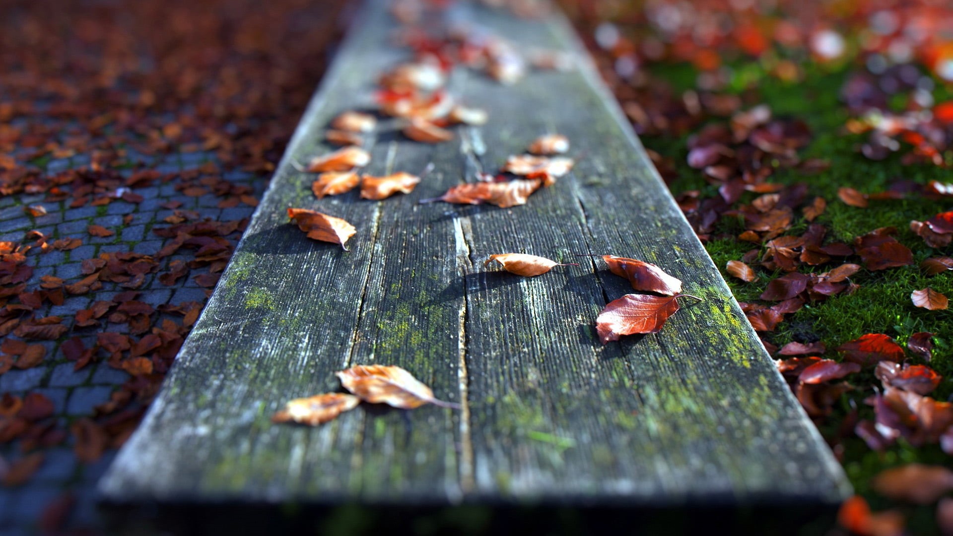 messy, day, 1080P, falling, outdoors, selective focus, goldfish, amphibian, bench, life, cyprinid, eft, no people, crab, newt, close-up, food, fiddler crab, HD Wallpaper