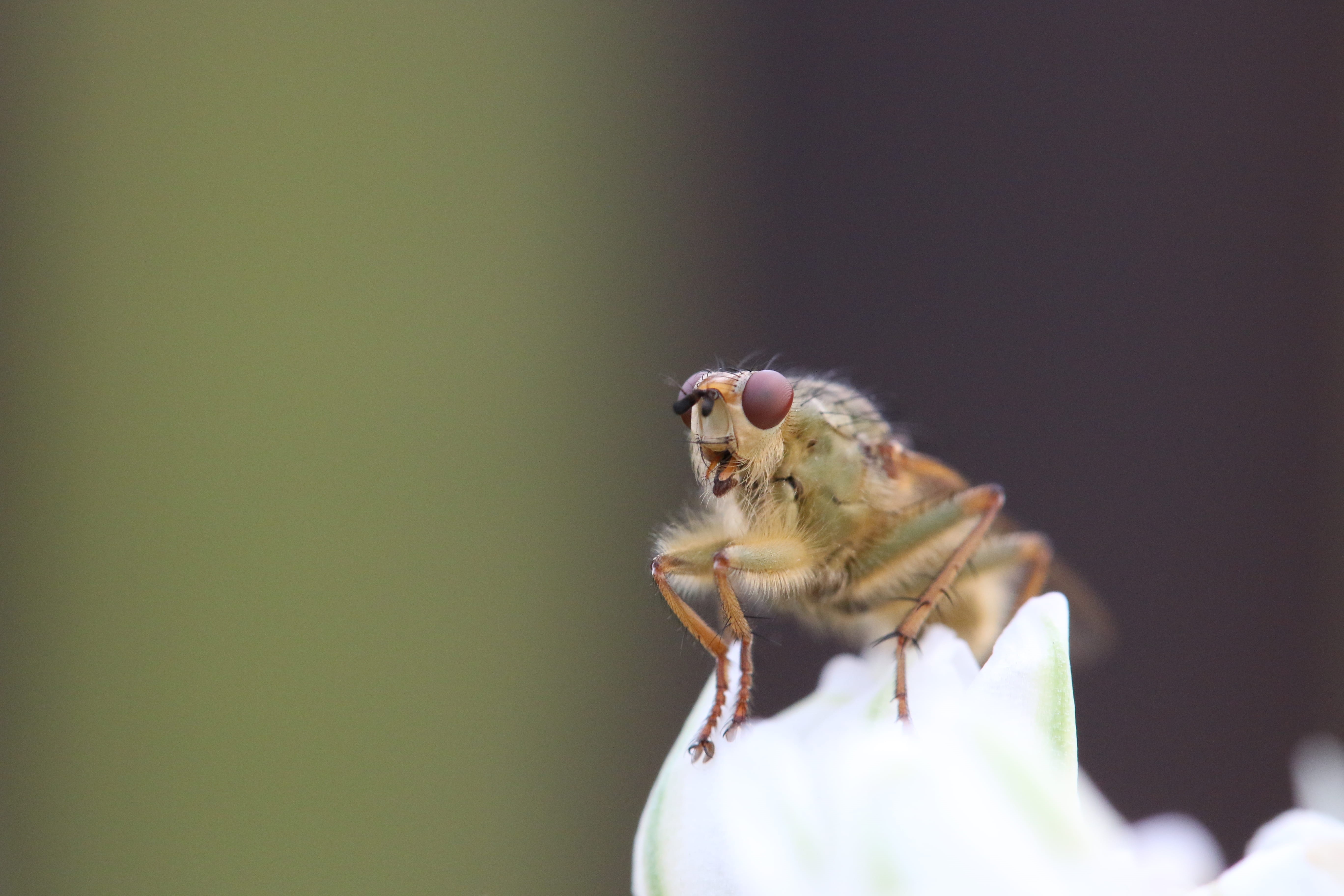 vertebrate, crab, animal wildlife, day, fiddler crab, white, close-up, invertebrate, eye, no people, insect, nature, studio shot, hemipterous insect, flower, HD Wallpaper